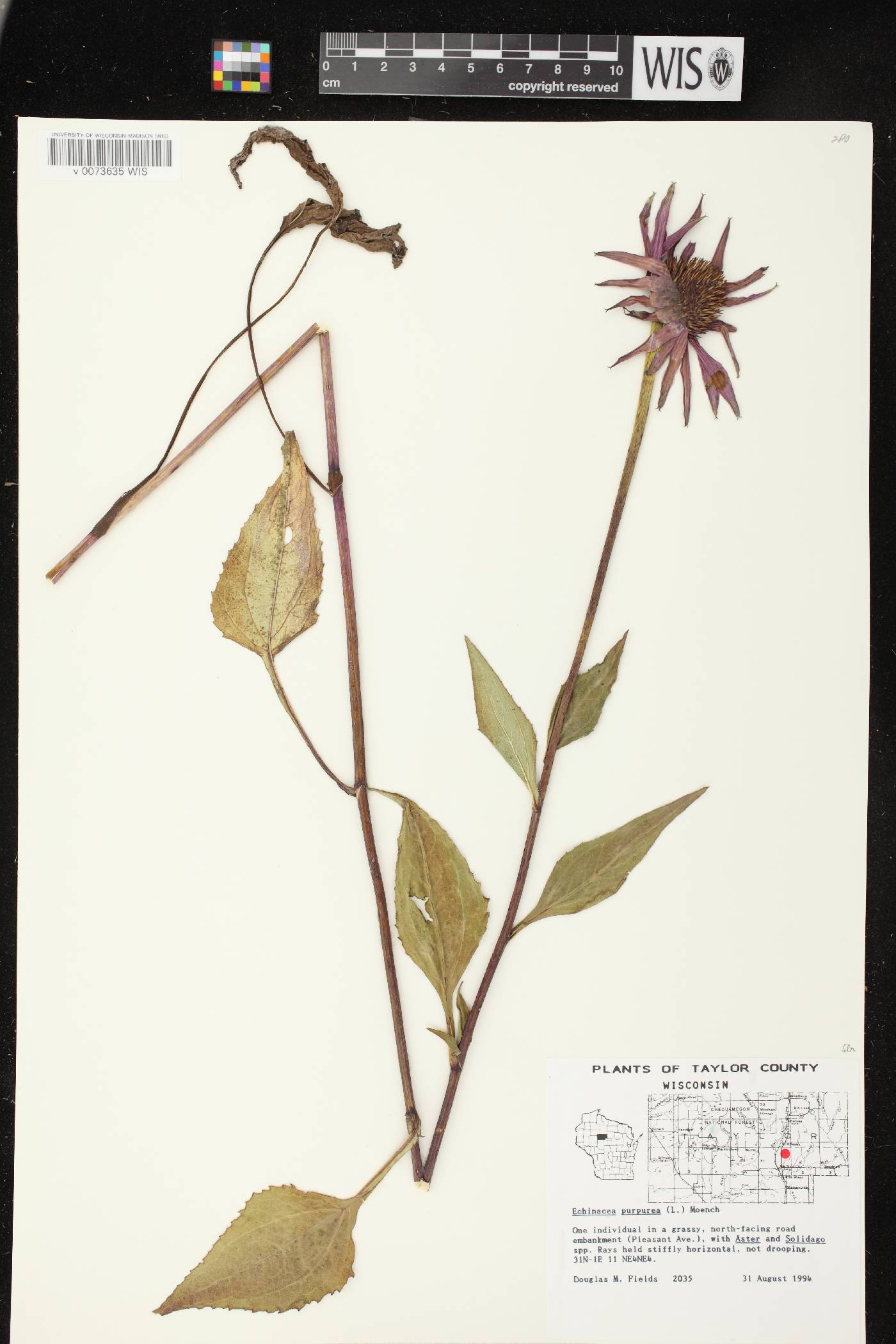 Echinacea purpurea image