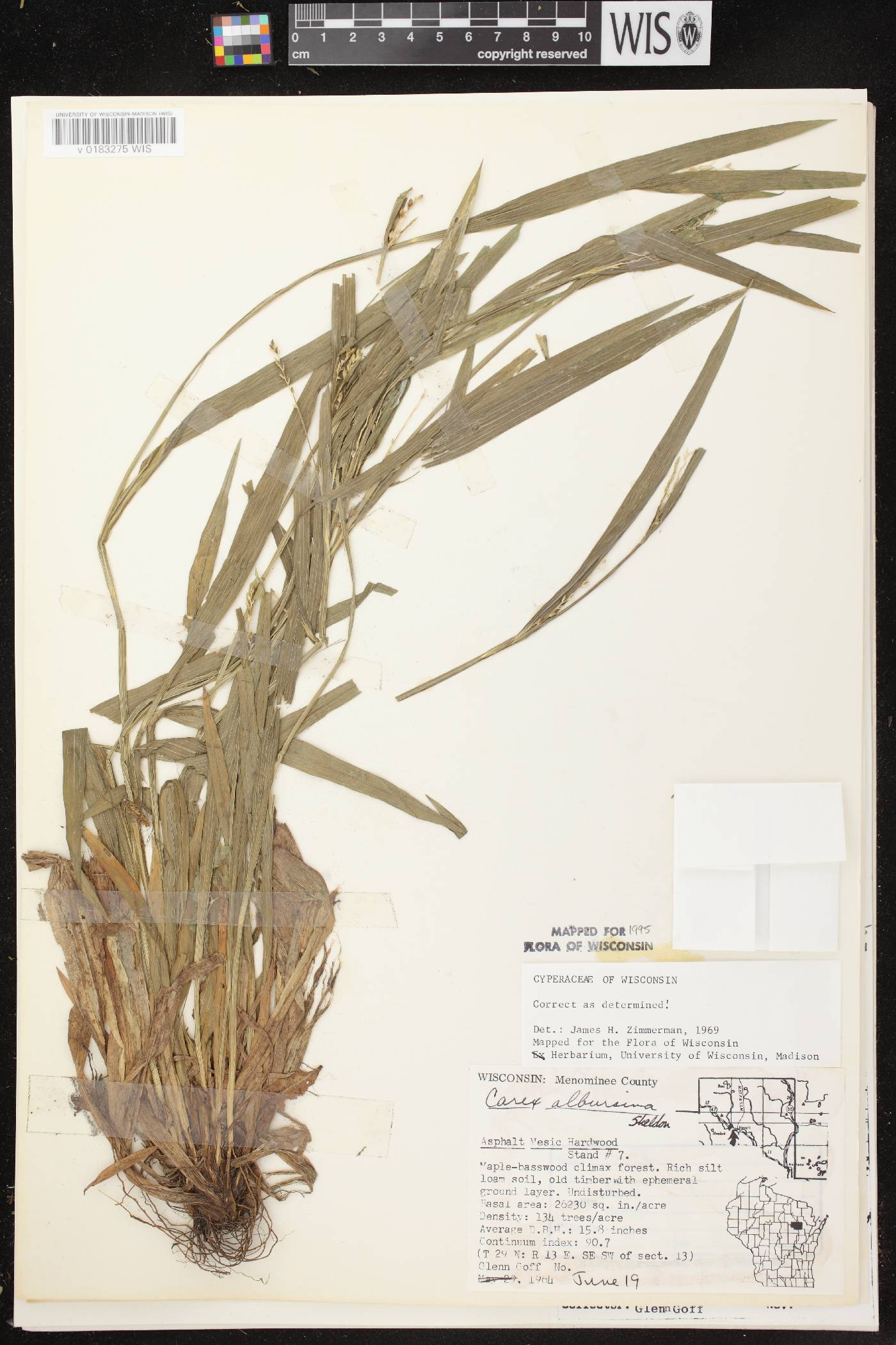 Carex albursina image