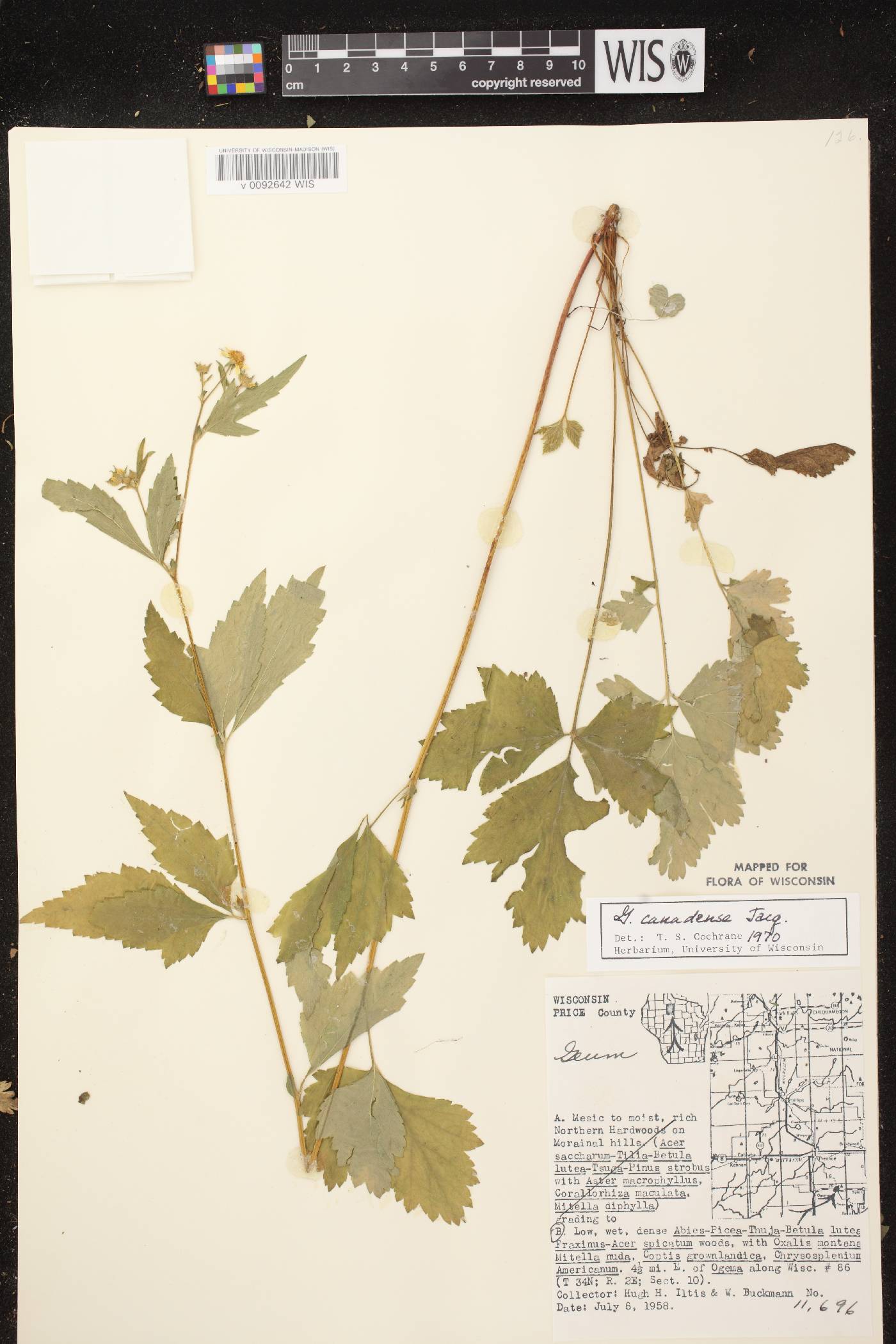 Geum canadense image