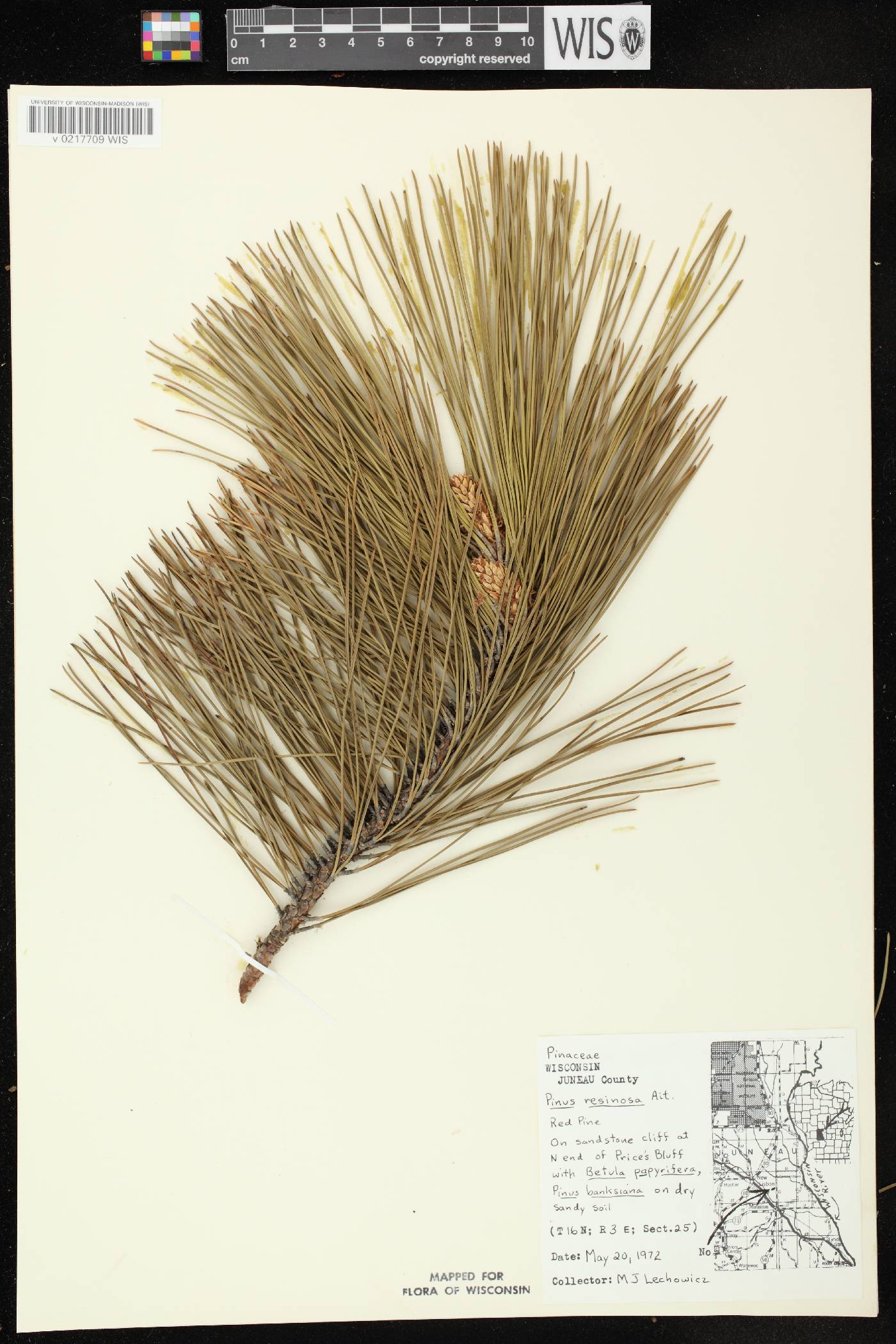 Pinus resinosa image