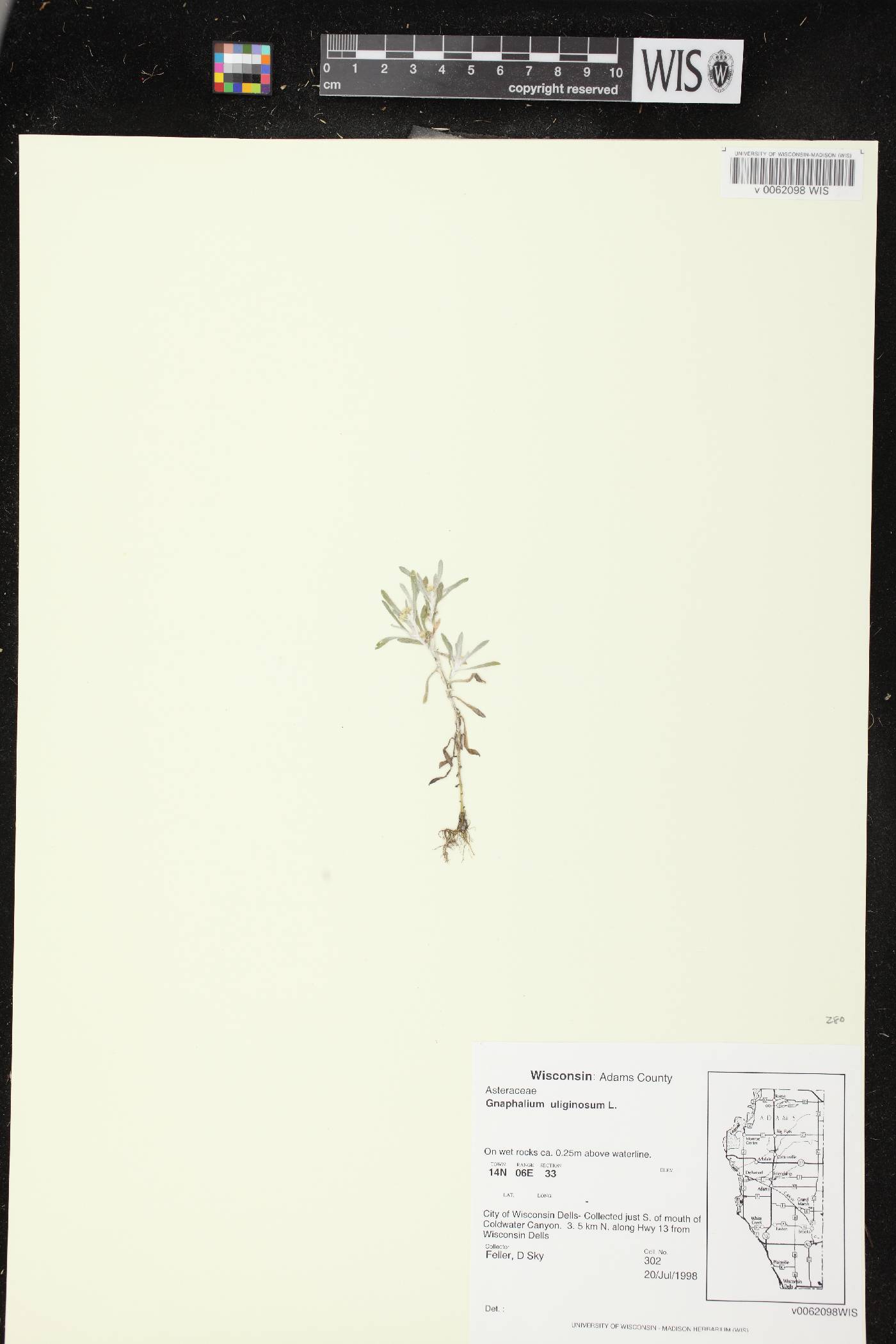 Gnaphalium uliginosum image