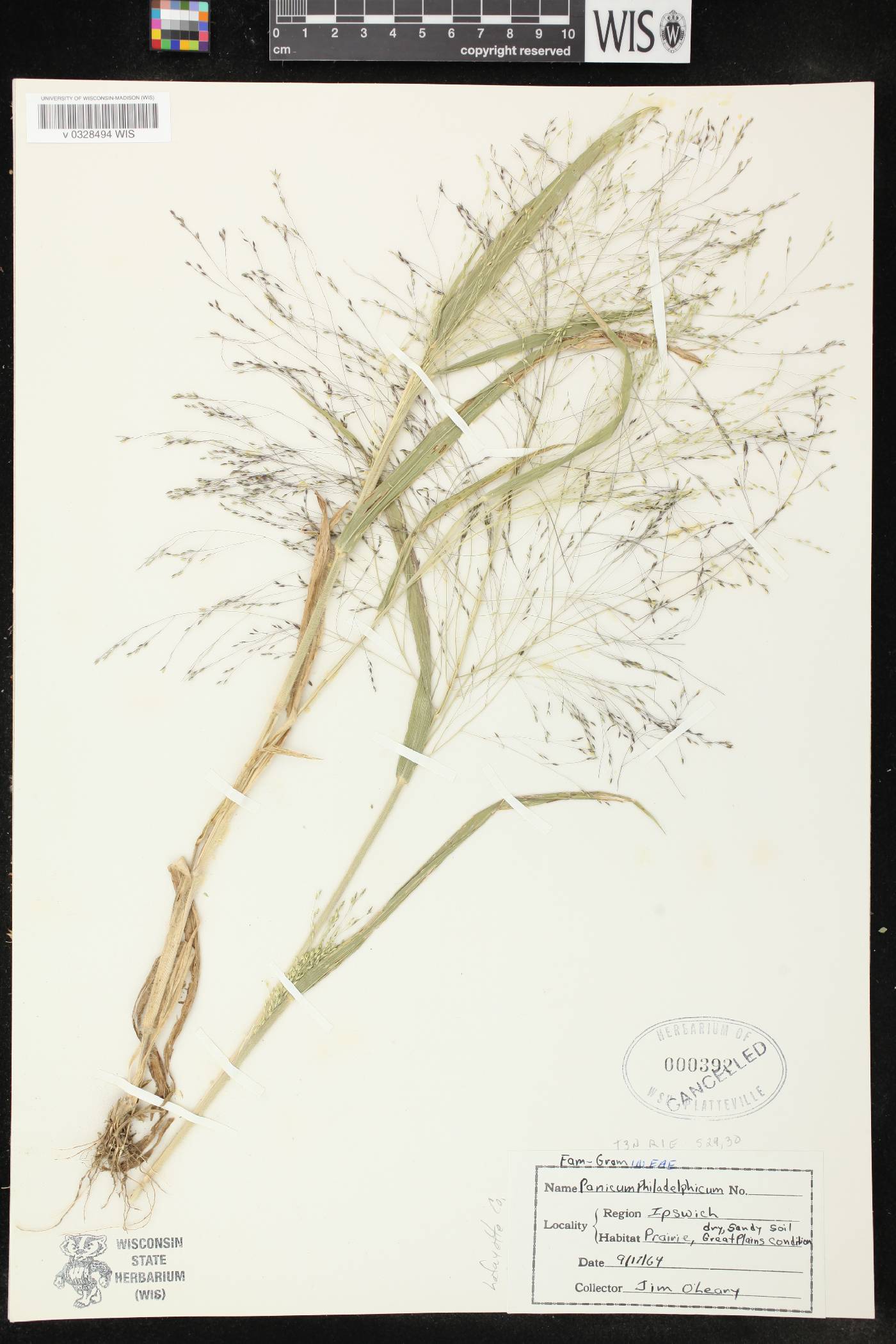 Panicum philadelphicum subsp. philadelphicum image