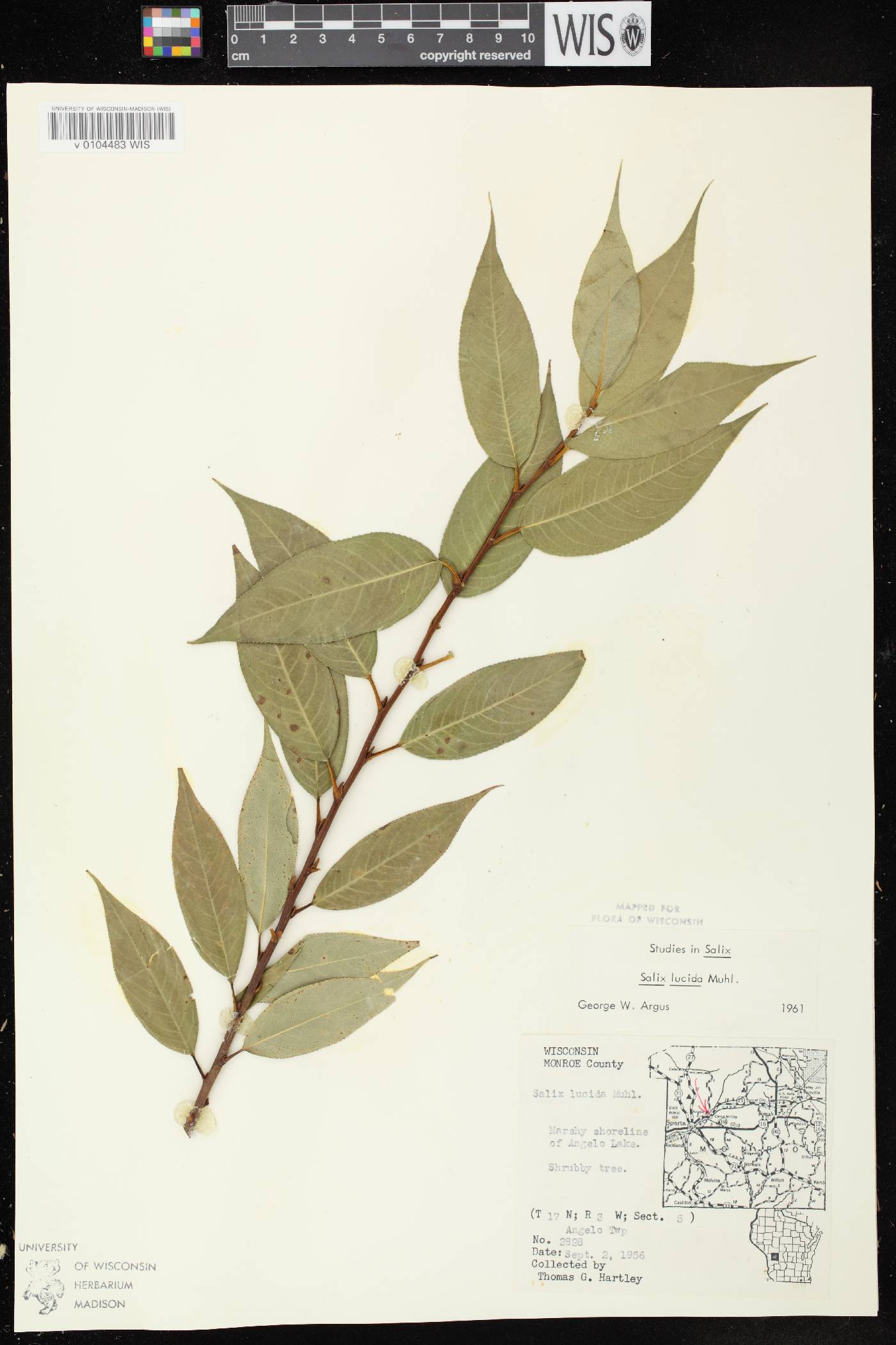Salix lucida image