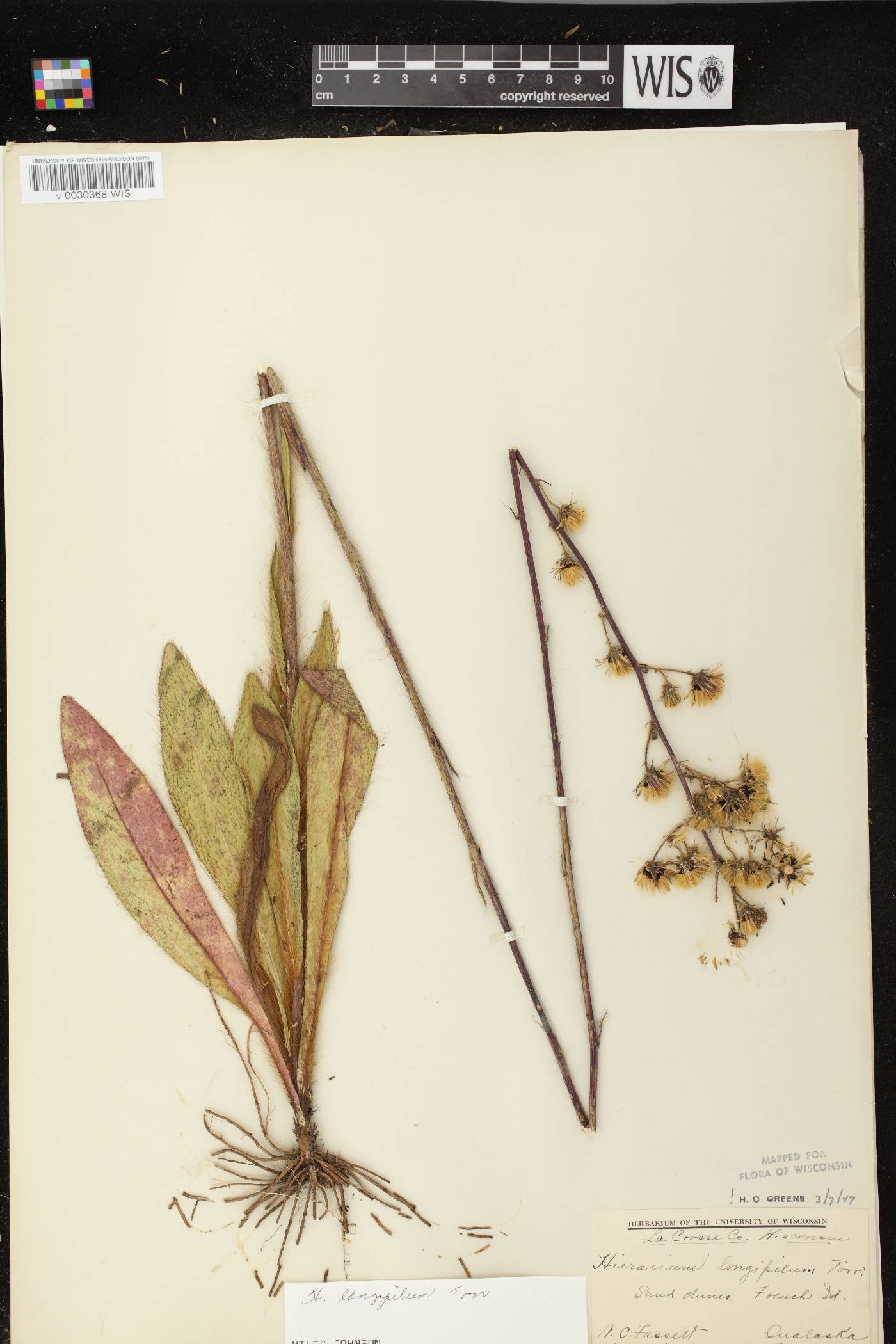 Hieracium longipilum image