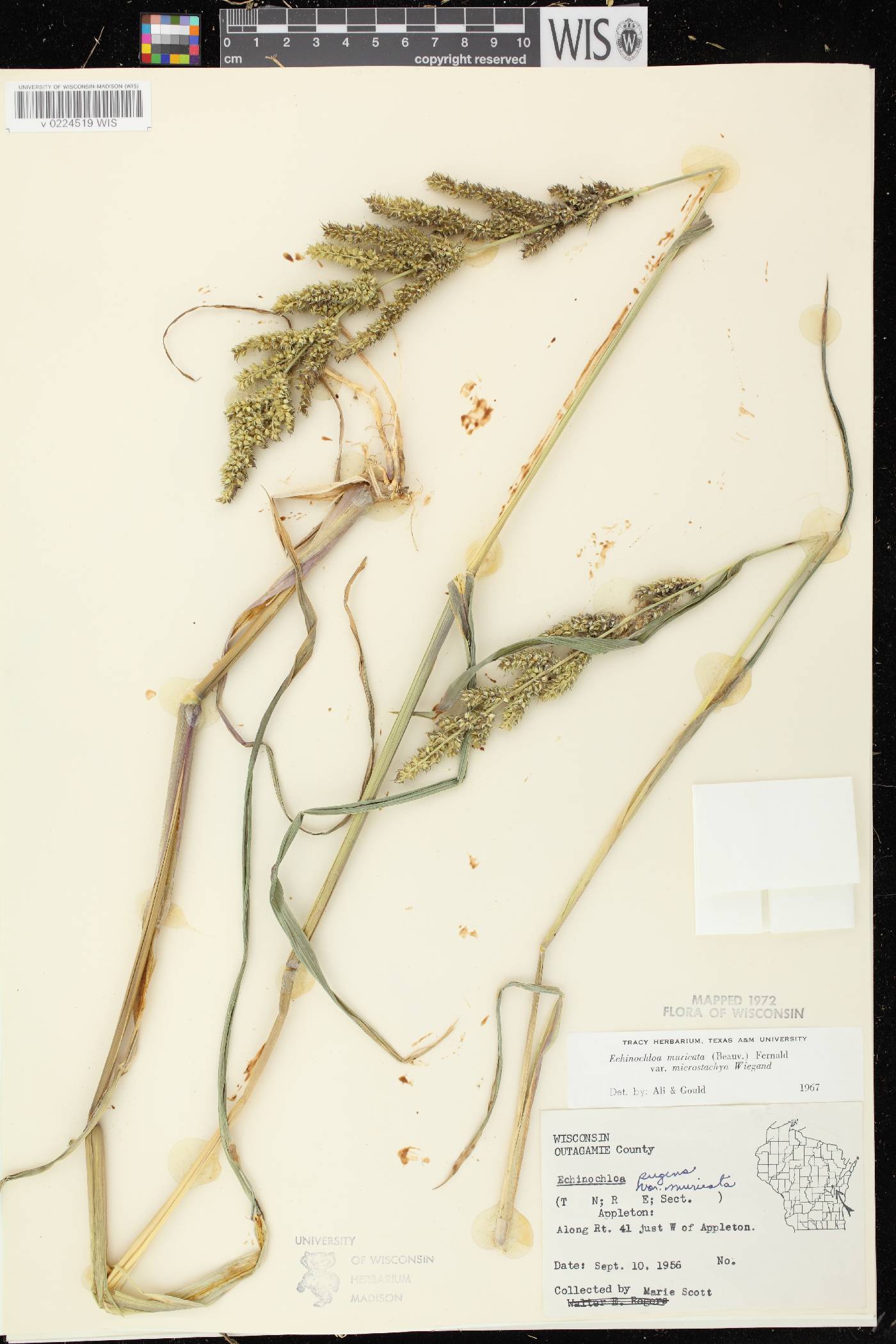 Echinochloa muricata var. microstachya image
