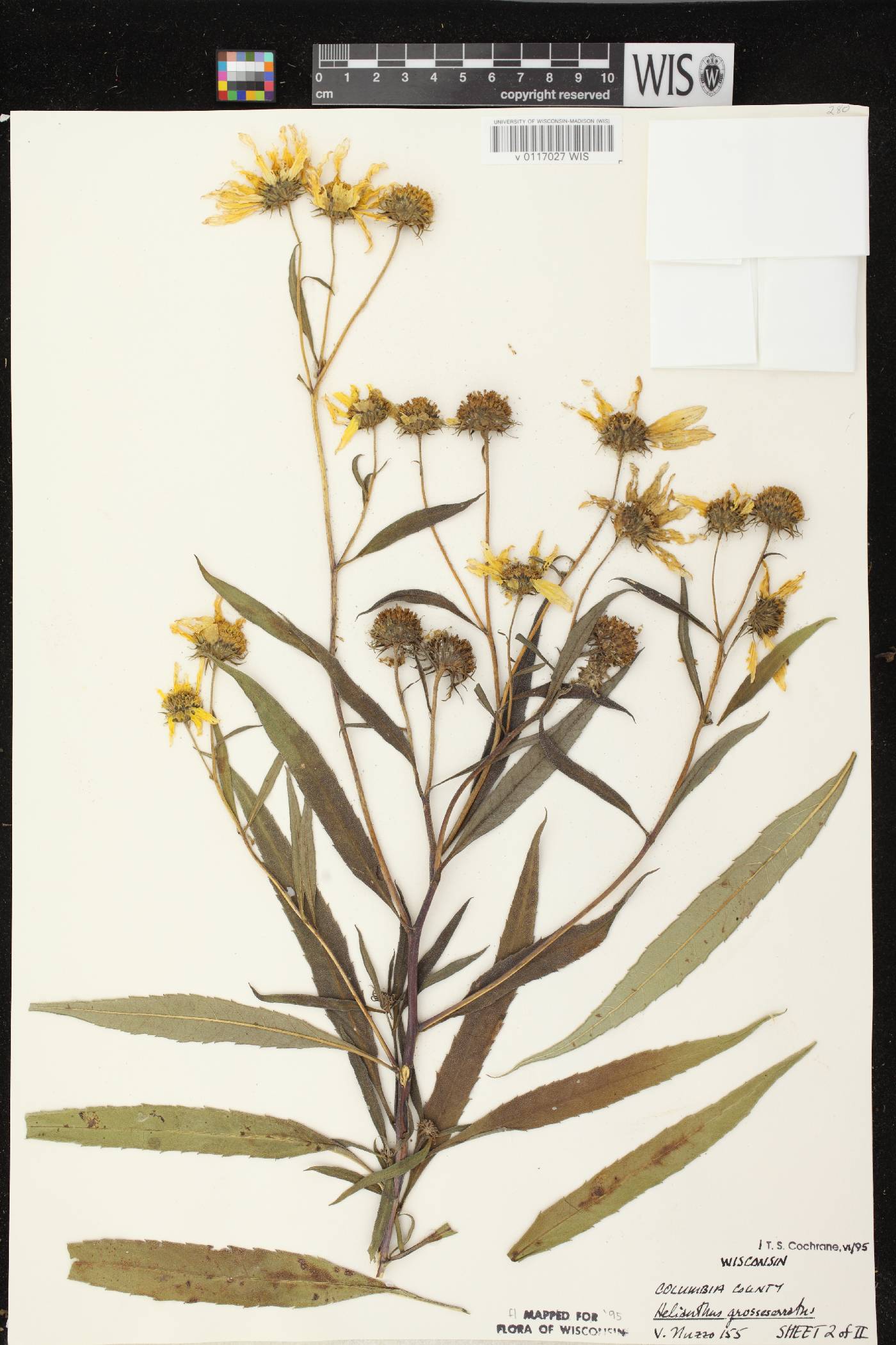Helianthus grosseserratus image