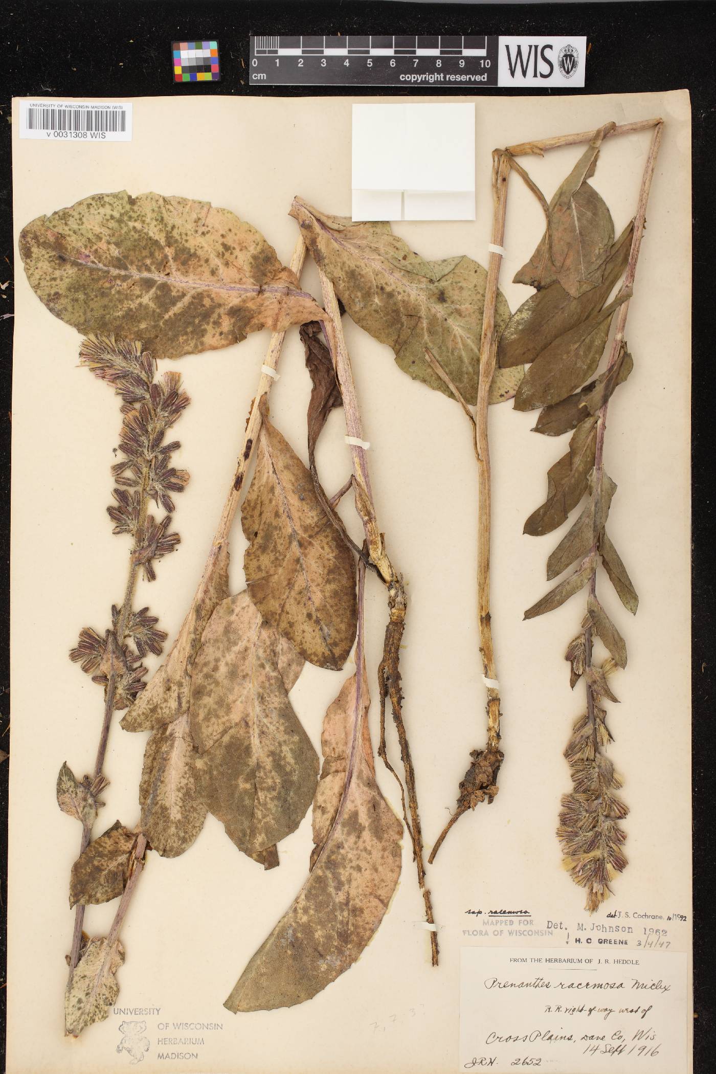 Prenanthes racemosa image