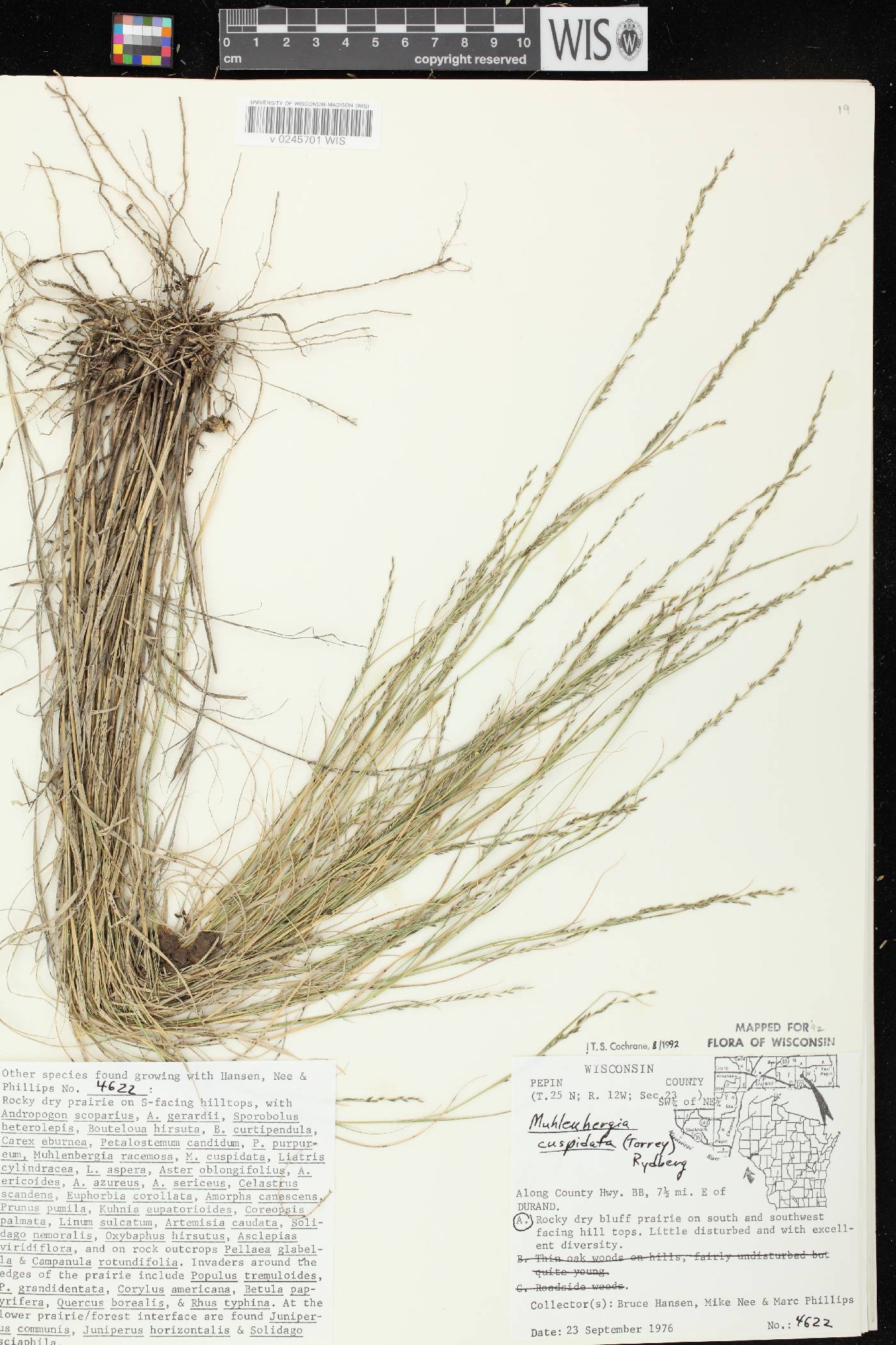 Muhlenbergia cuspidata image
