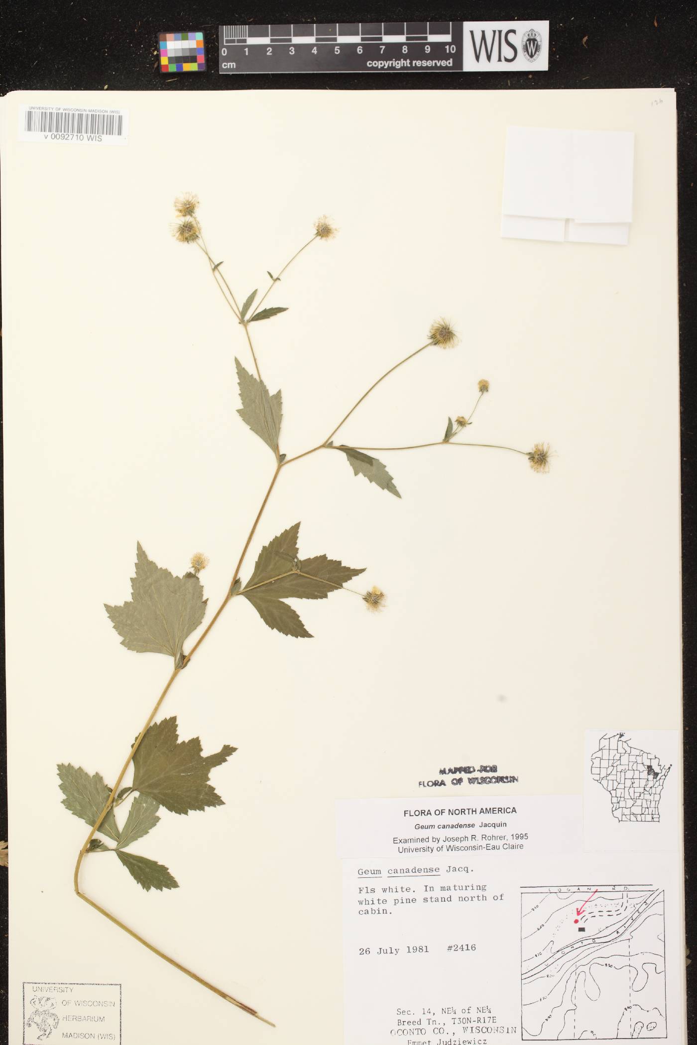 Geum canadense image