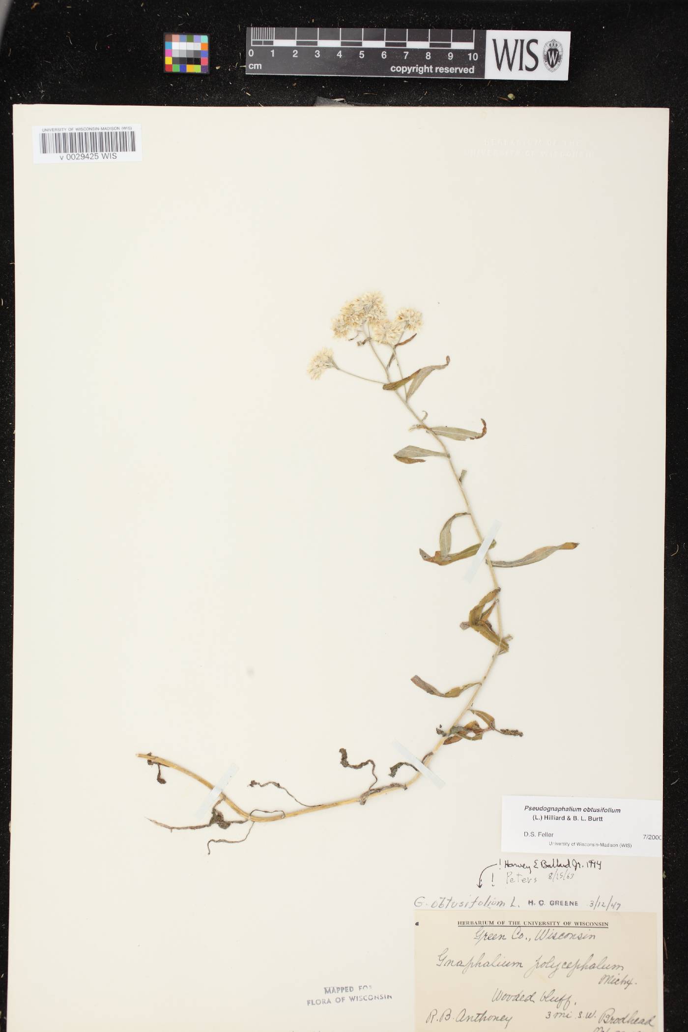 Pseudognaphalium obtusifolium image