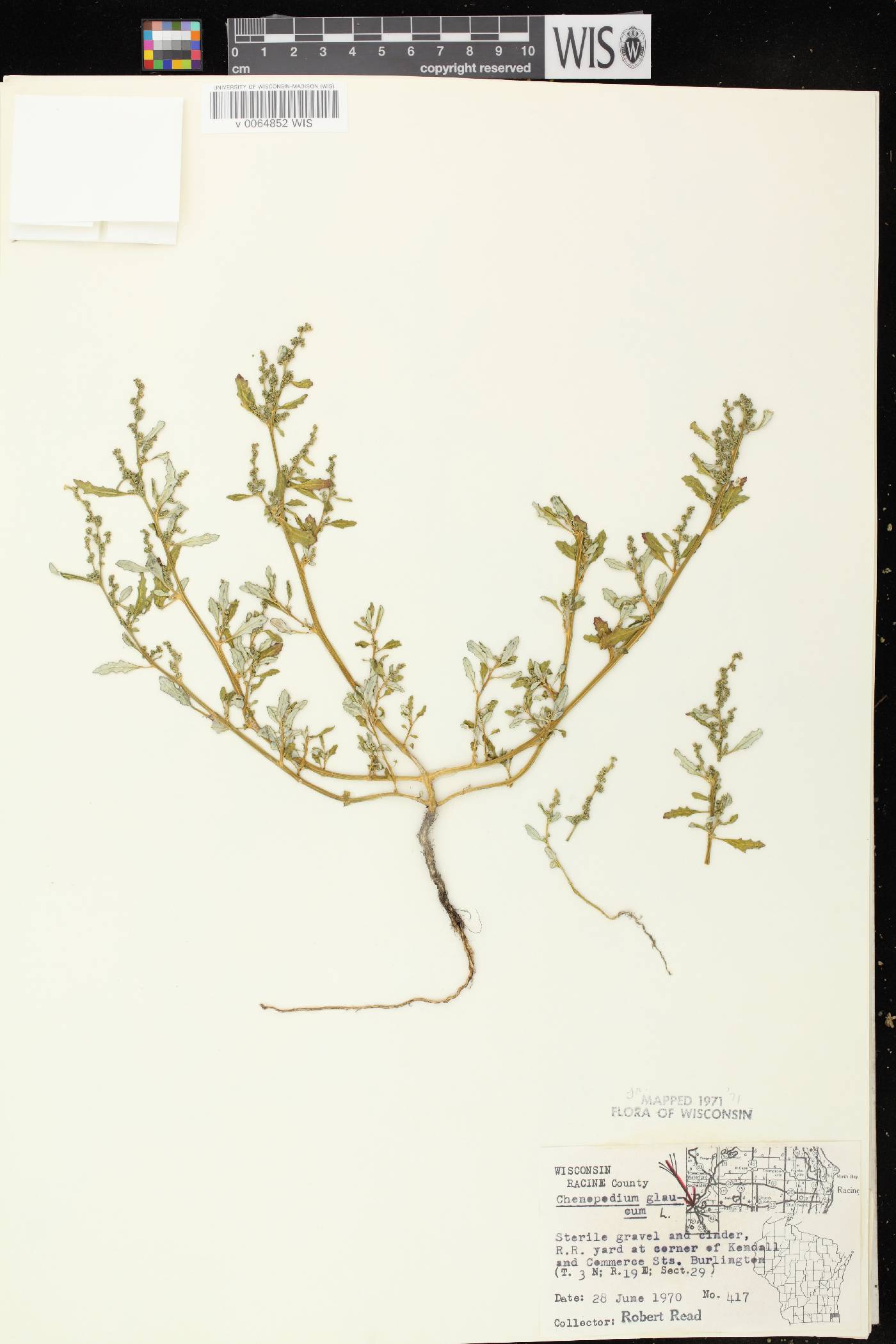 Chenopodium glaucum image