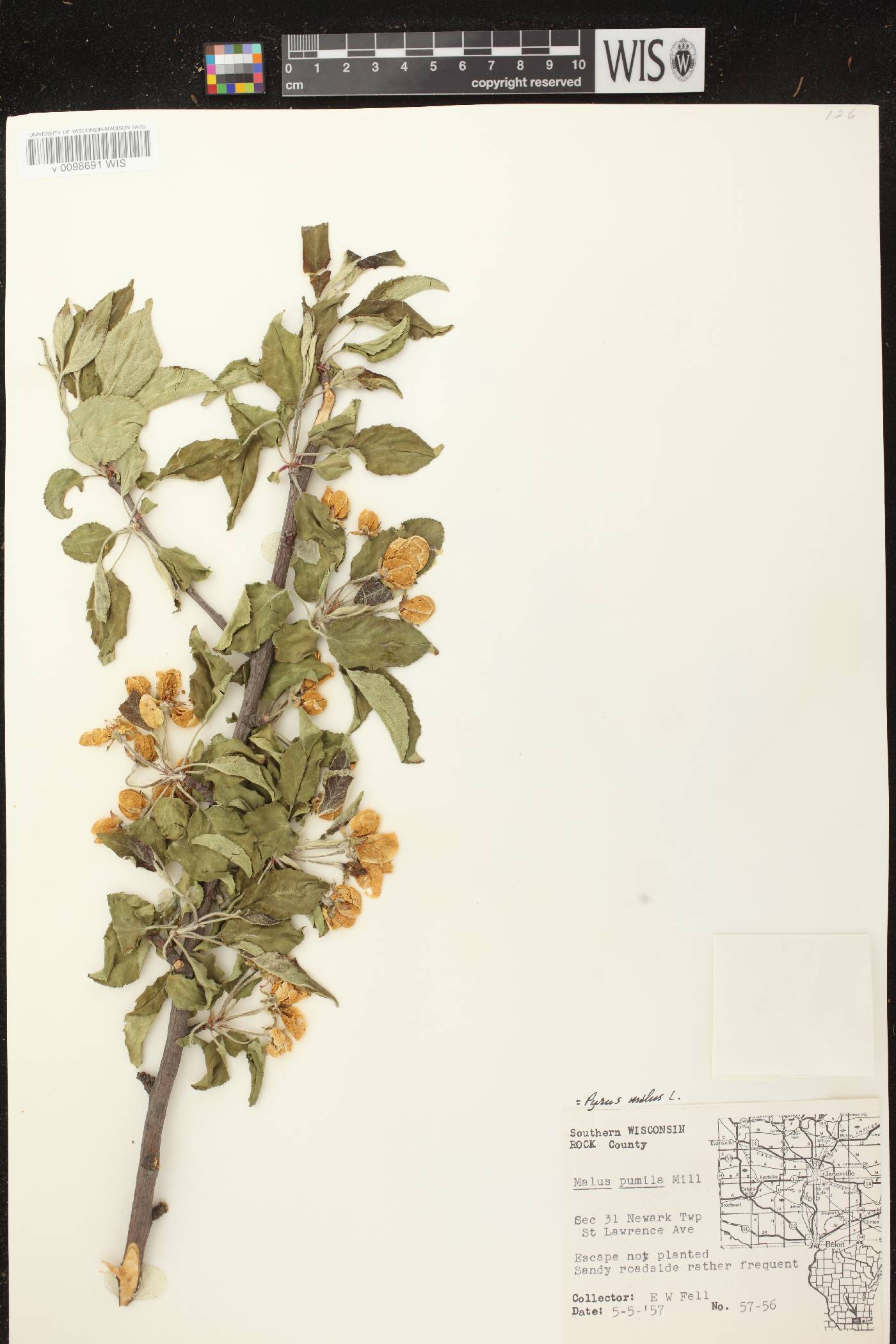 Malus pumila image