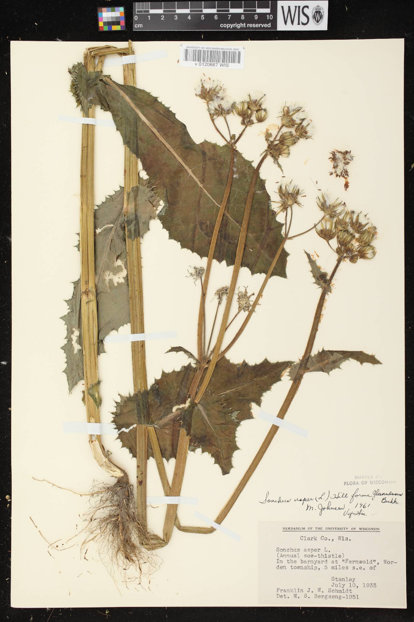 Sonchus asper image