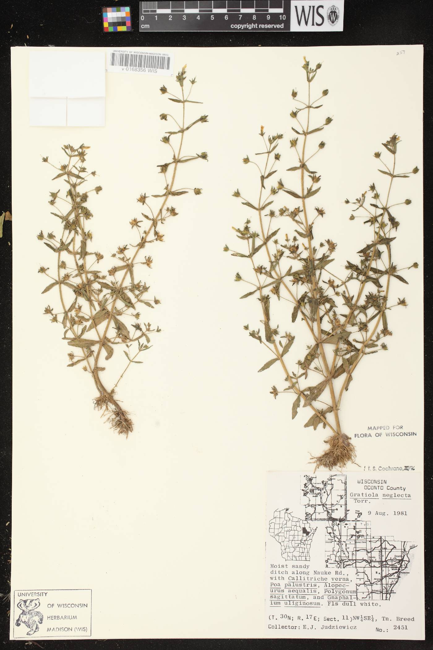 Gratiola neglecta image