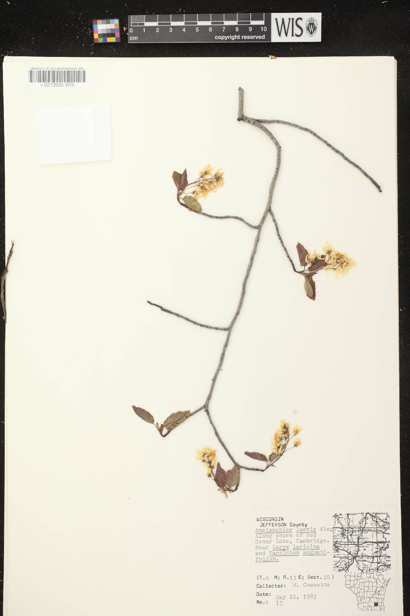 Amelanchier laevis image