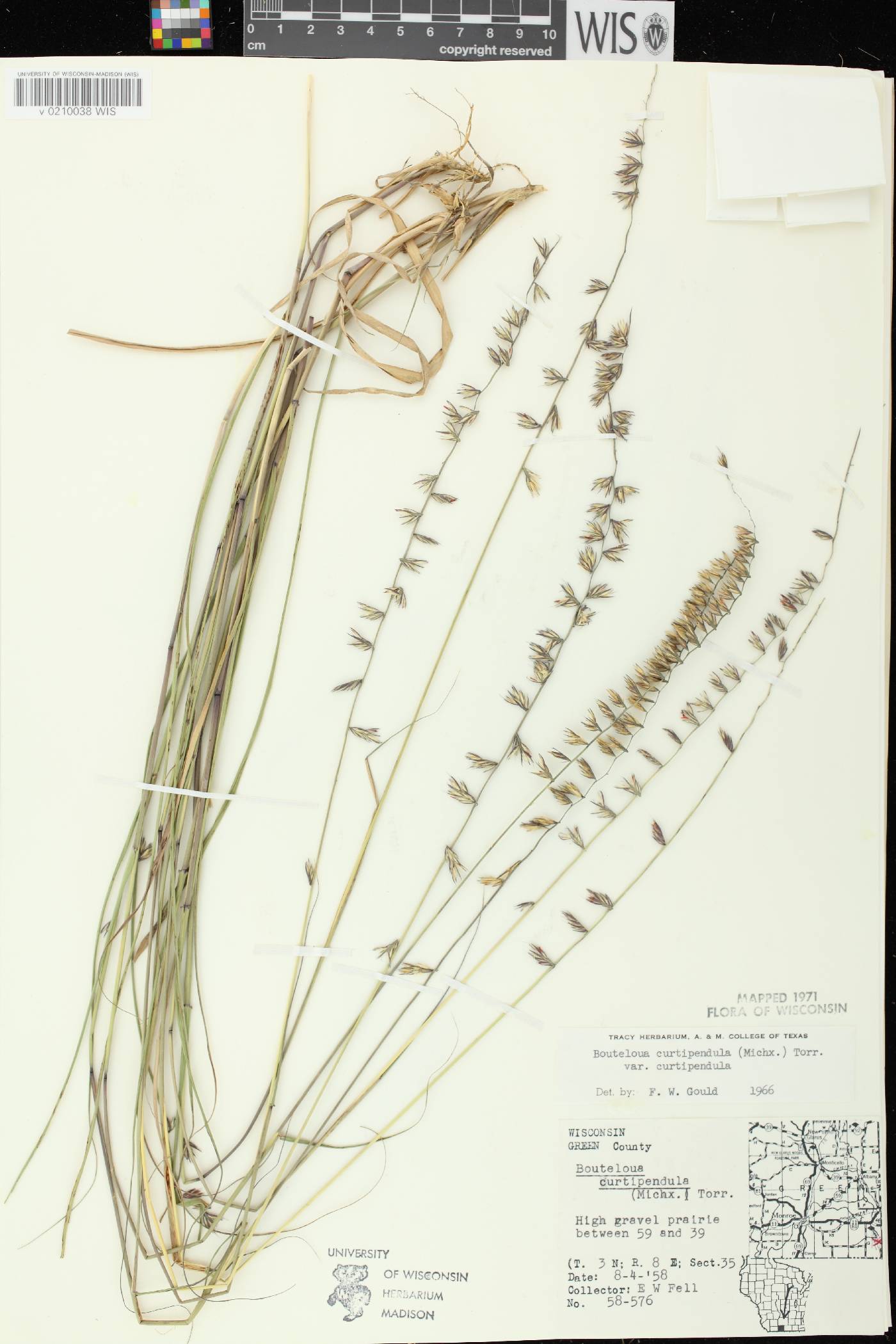 Bouteloua curtipendula image