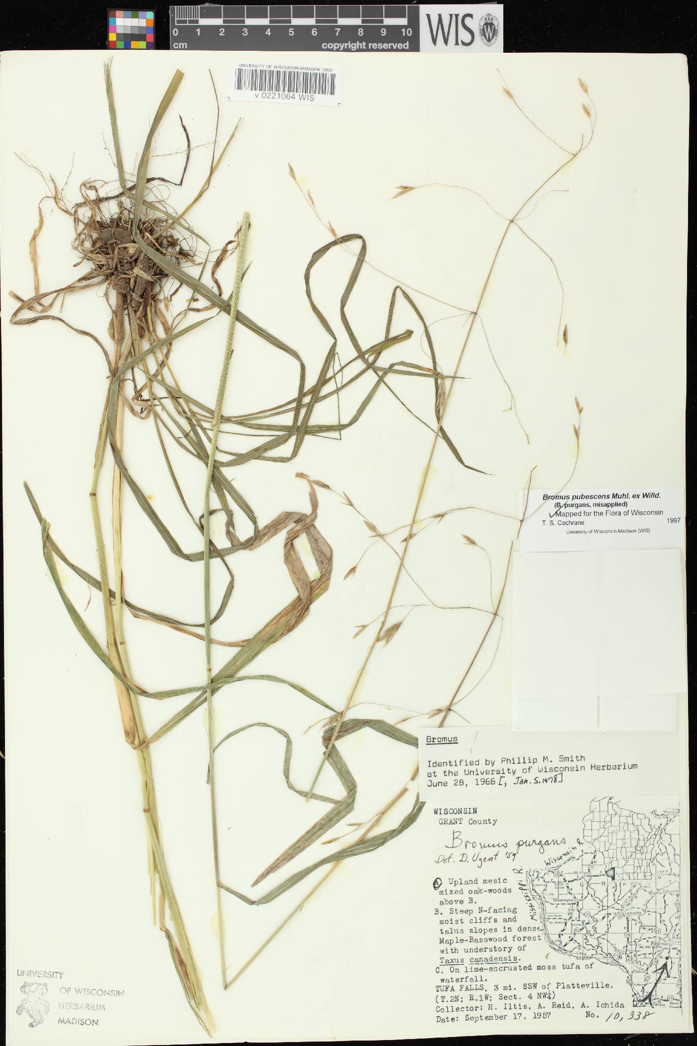 Bromus pubescens image