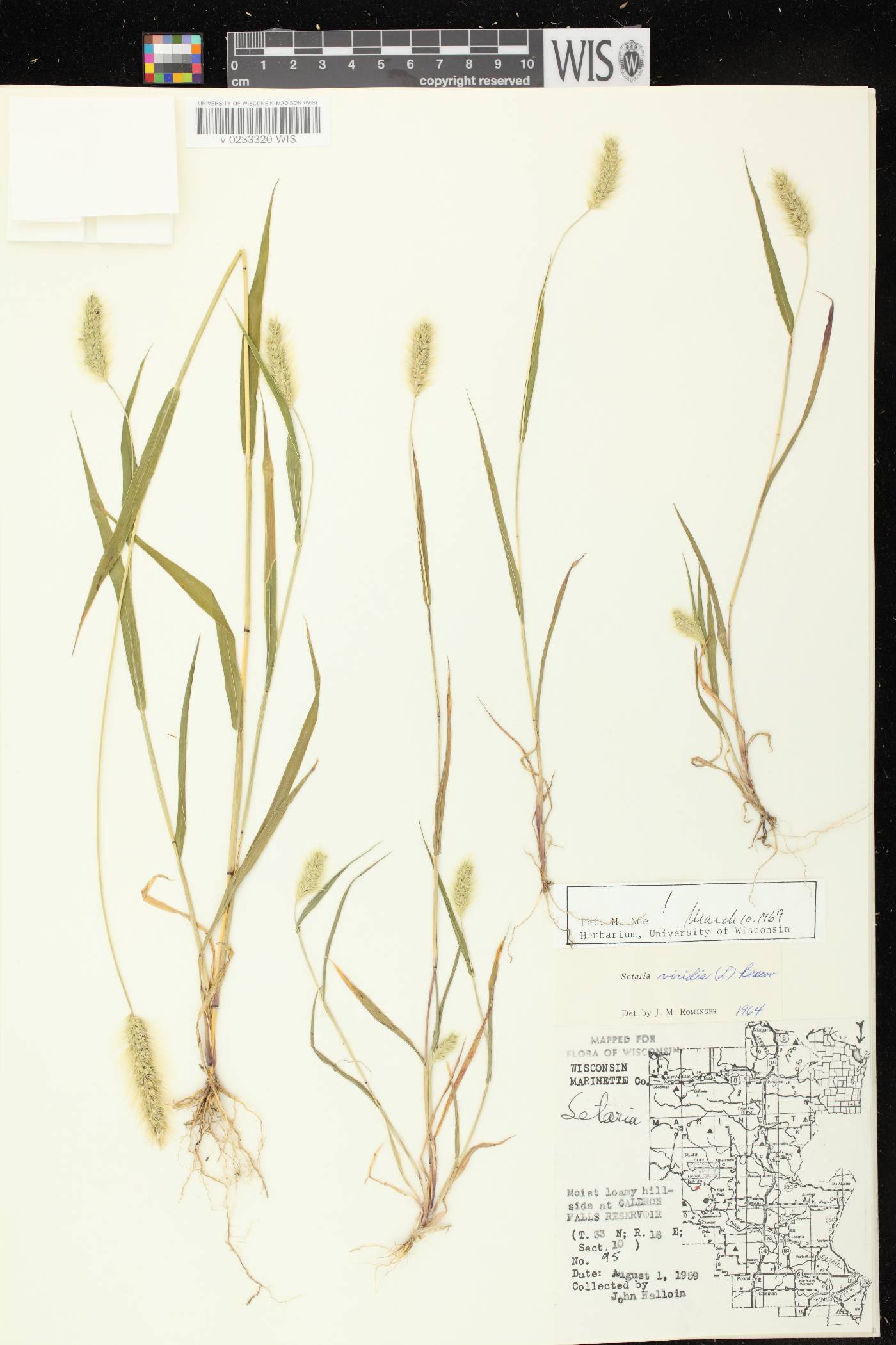 Setaria viridis var. viridis image