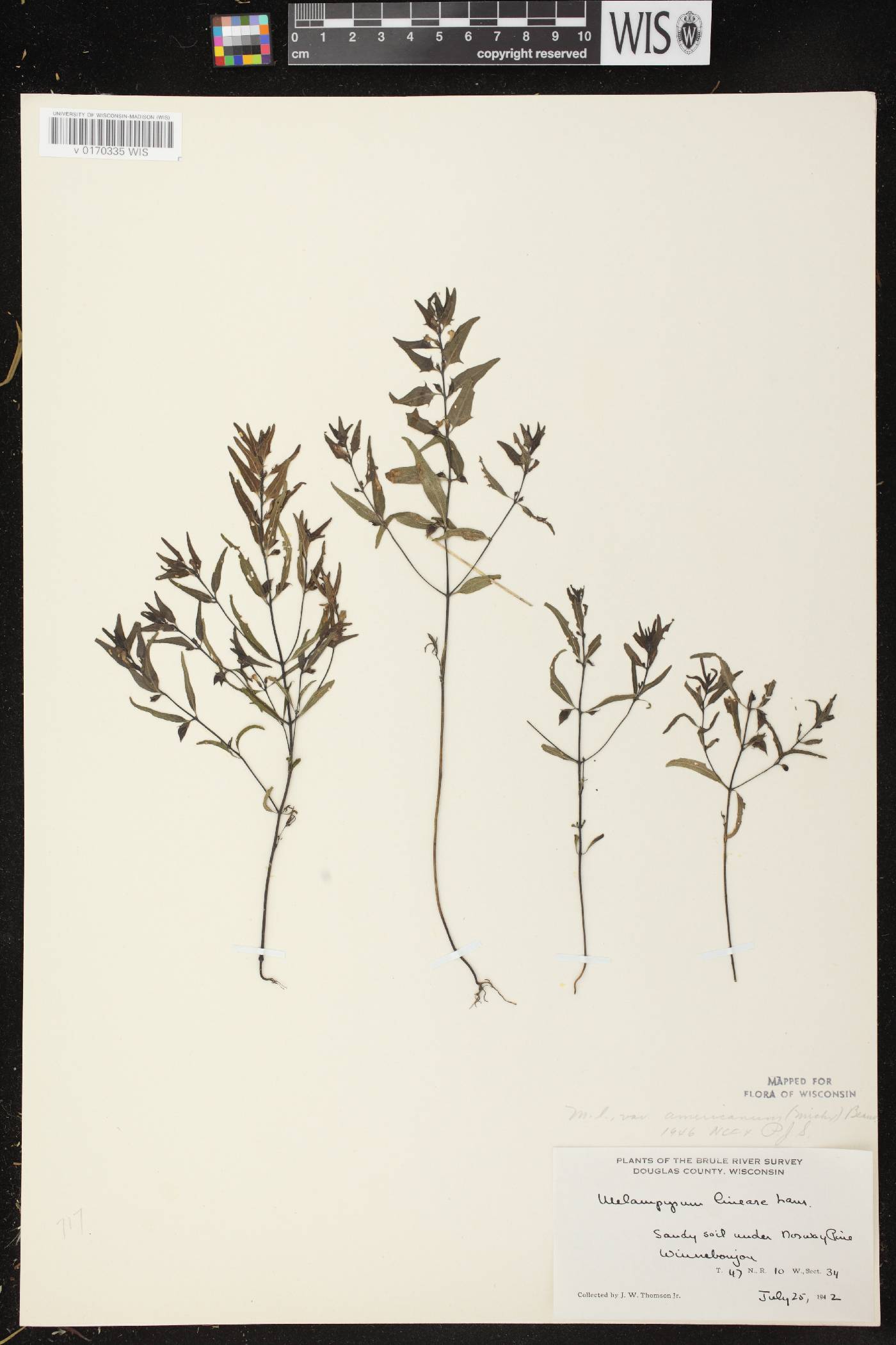 Melampyrum lineare image