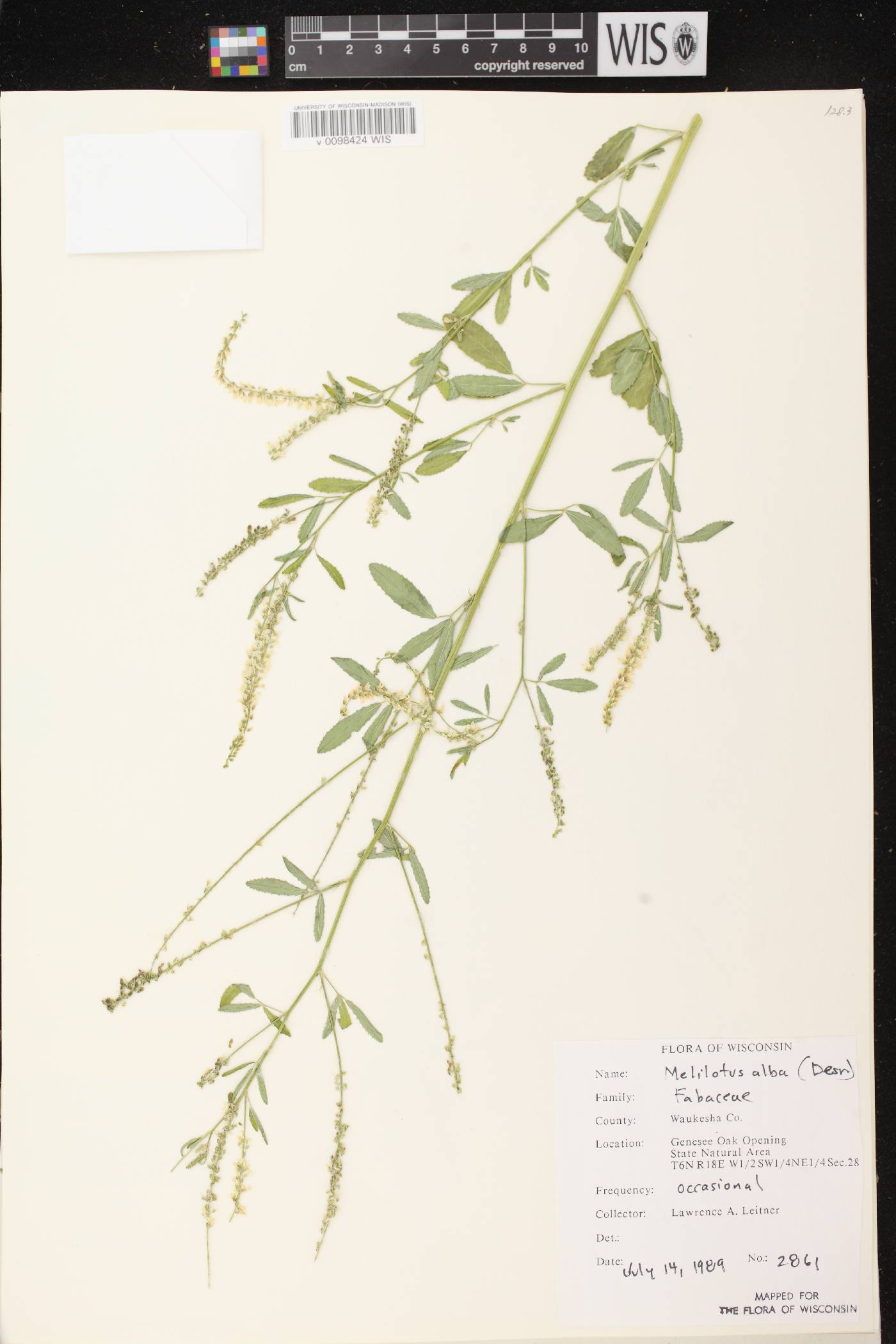 Melilotus albus image