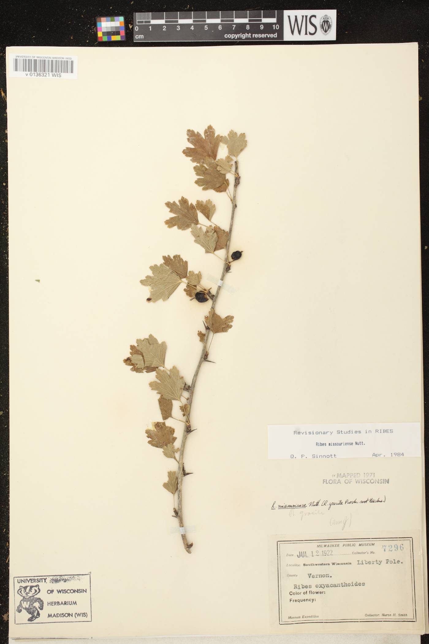 Ribes missouriense image