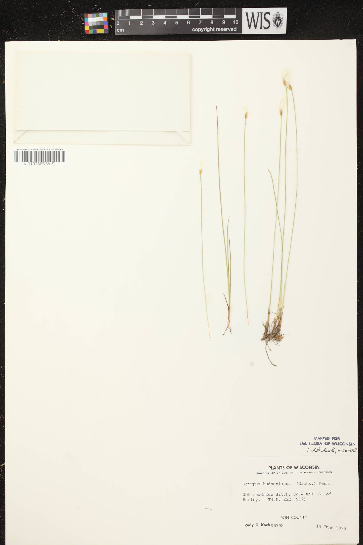 Trichophorum alpinum image
