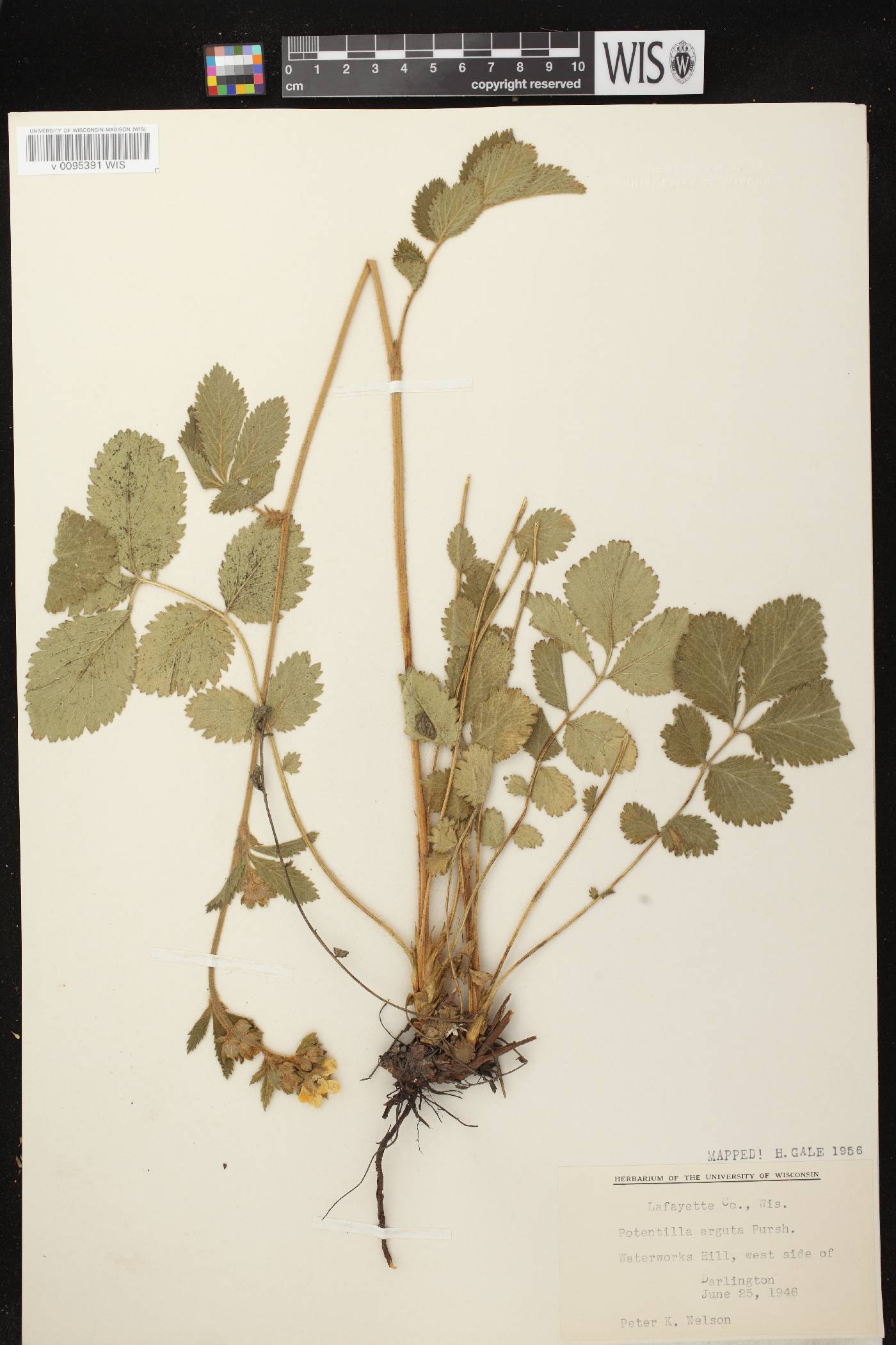 Drymocallis arguta image