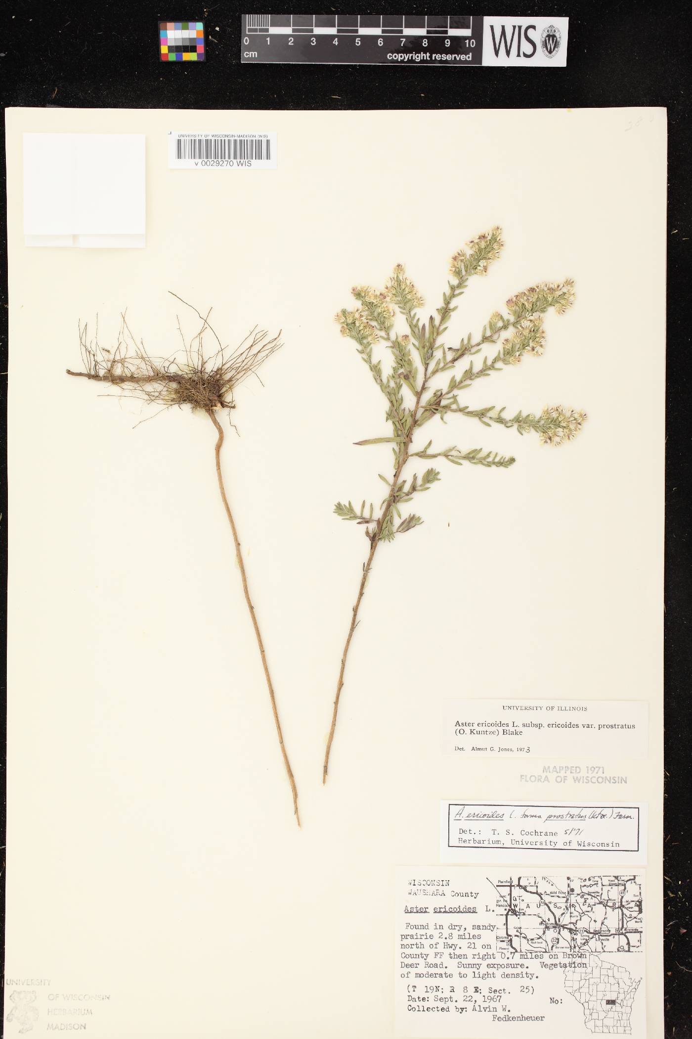 Symphyotrichum ericoides image