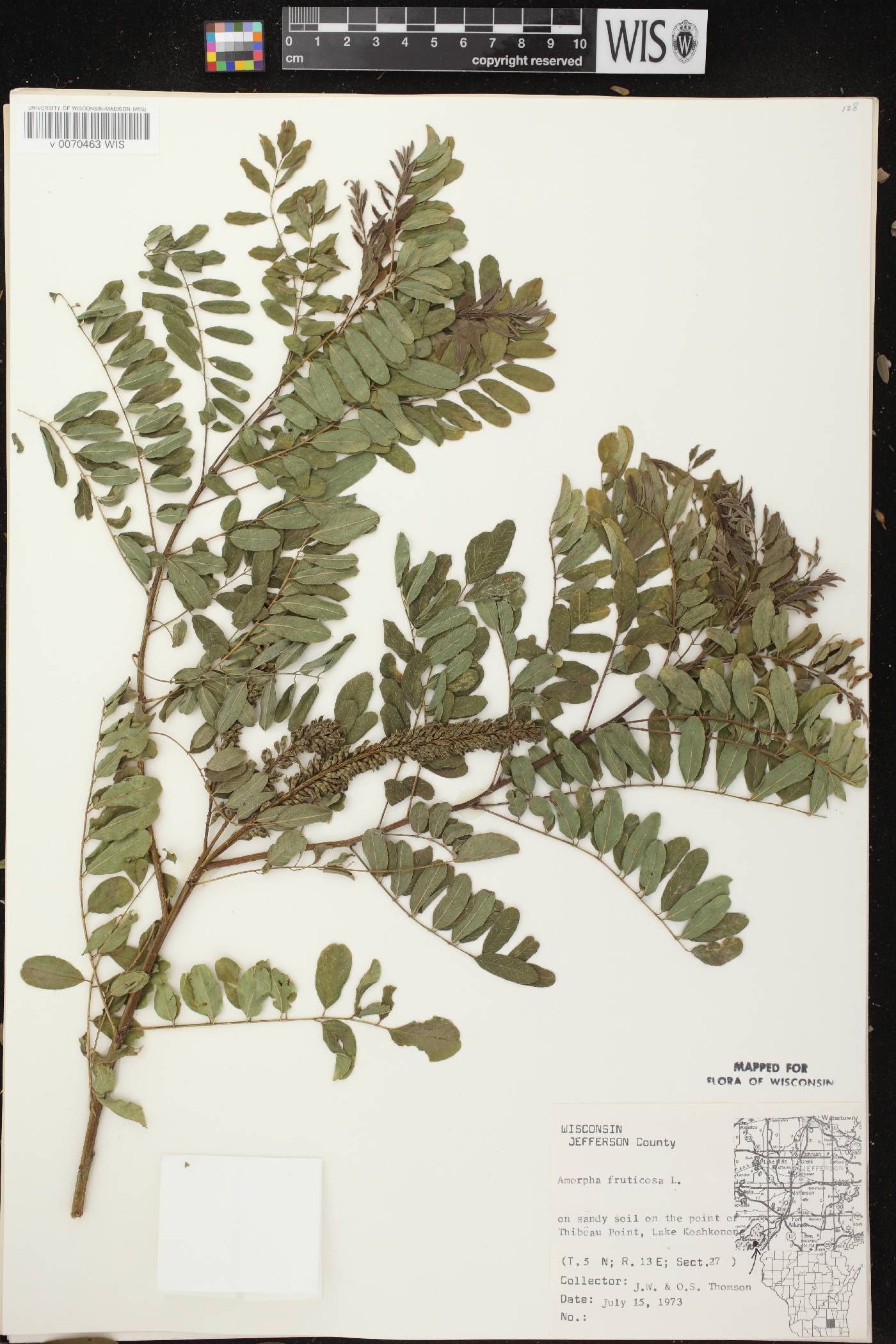 Amorpha fruticosa image