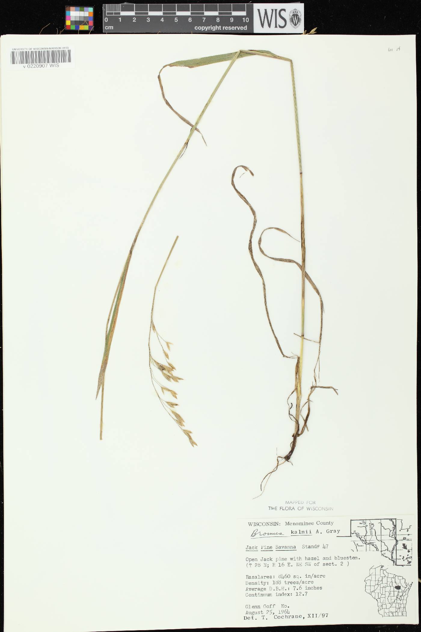 Bromus kalmii image