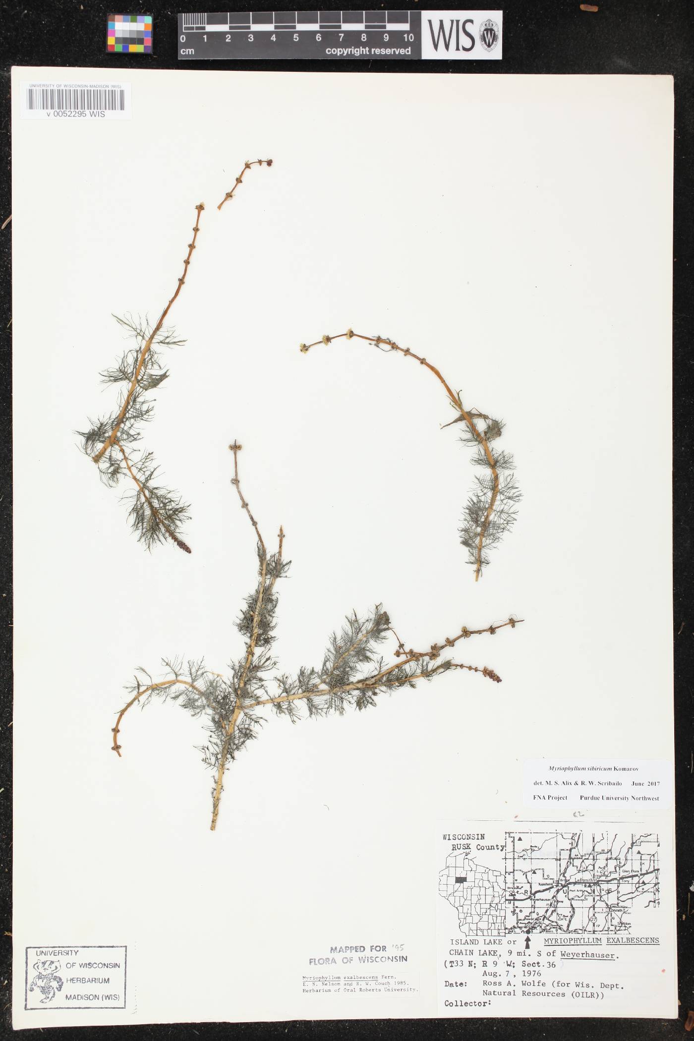Myriophyllum sibiricum image