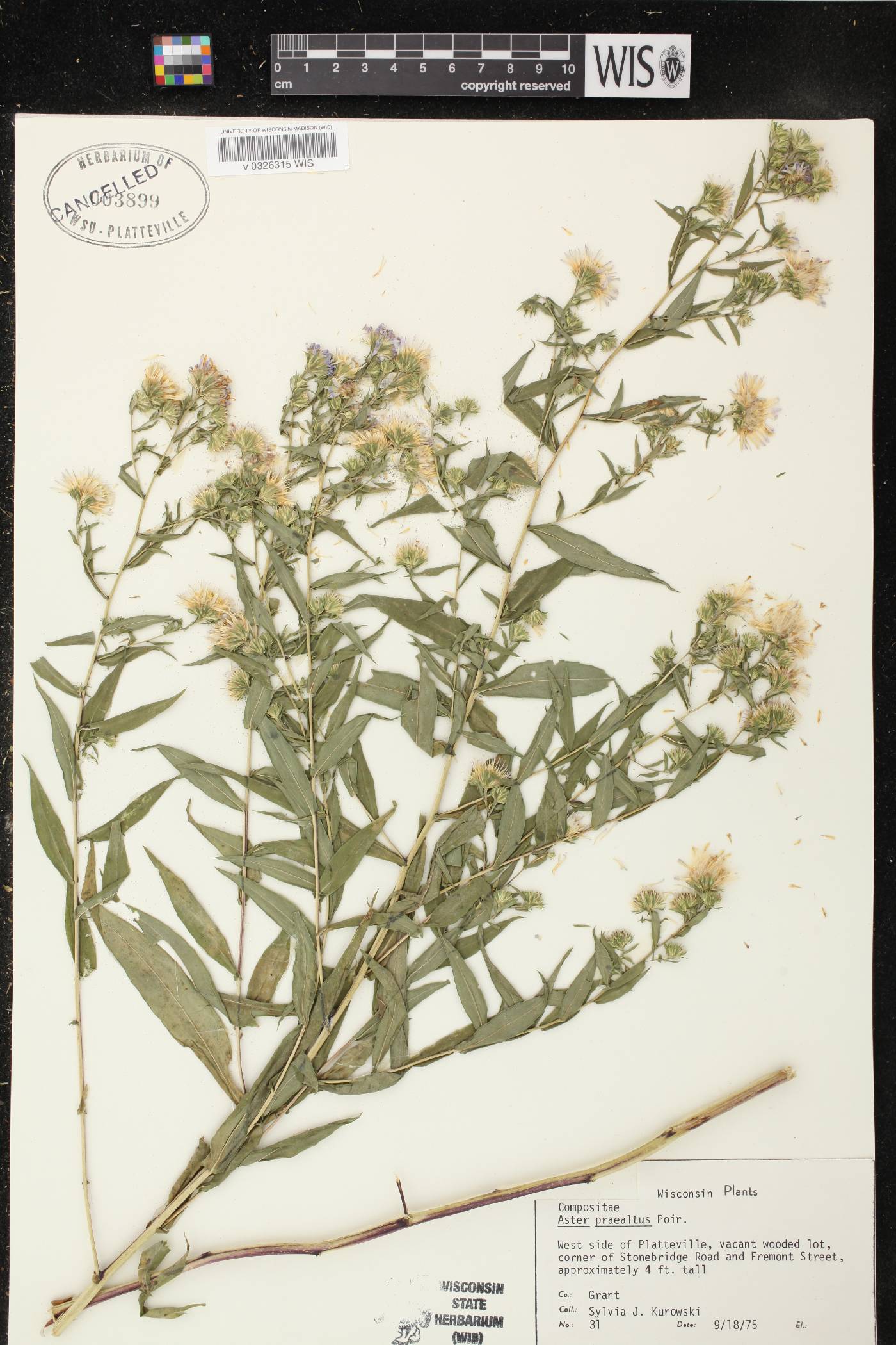 Symphyotrichum praealtum image
