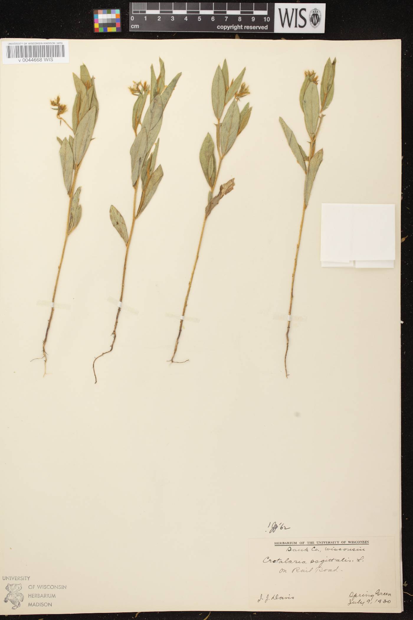 Crotalaria sagittalis image