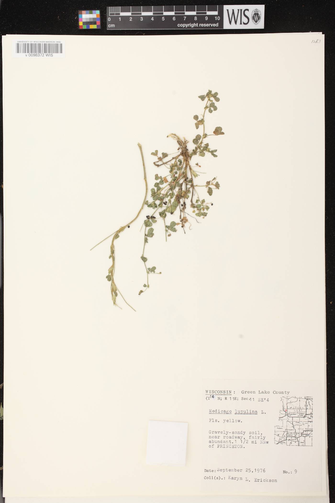 Medicago lupulina image