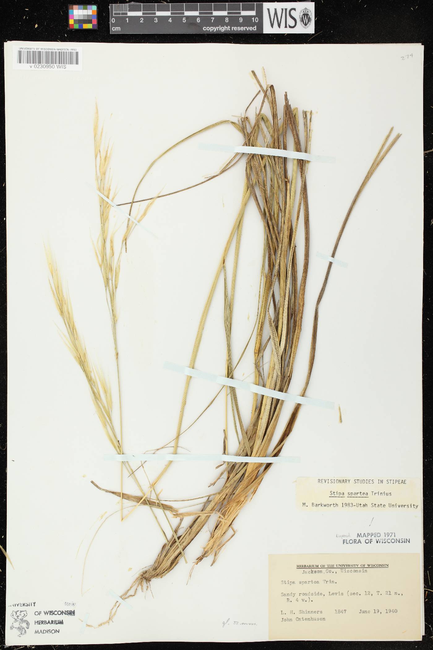 Hesperostipa spartea image