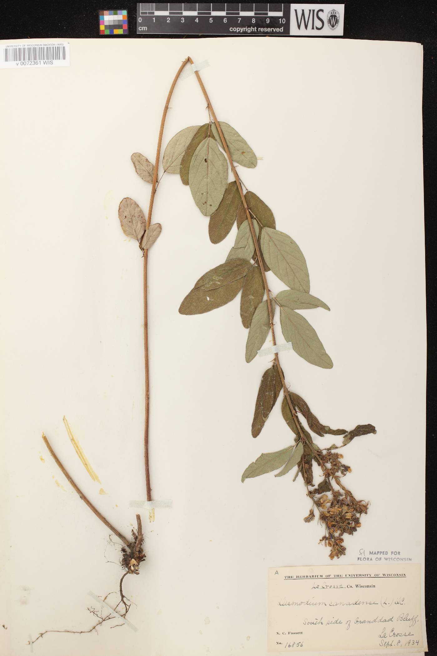 Desmodium canadense image