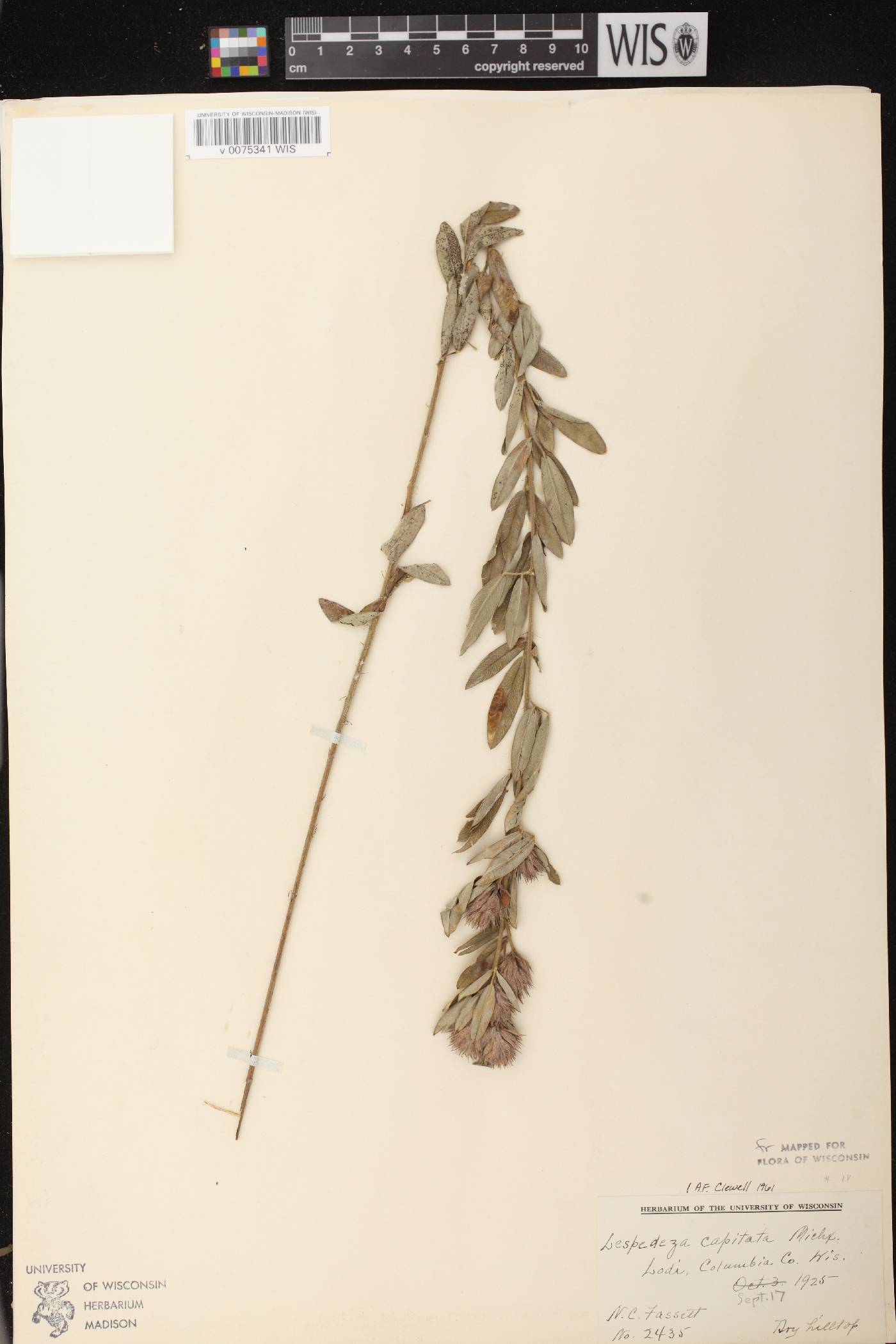 Lespedeza capitata image