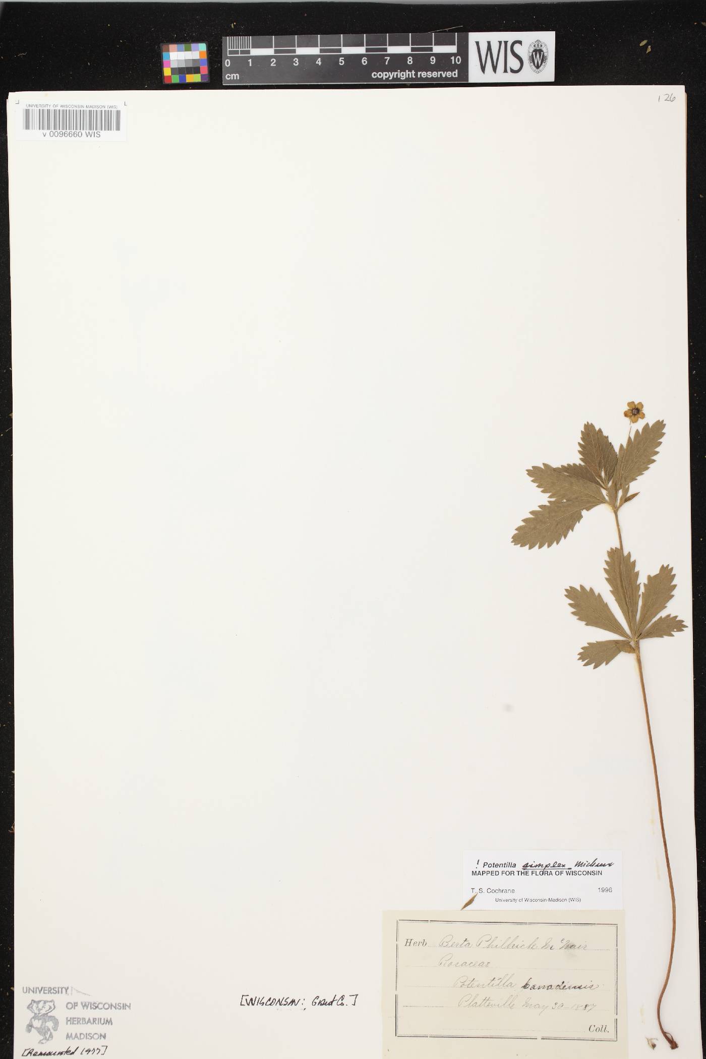 Potentilla simplex image