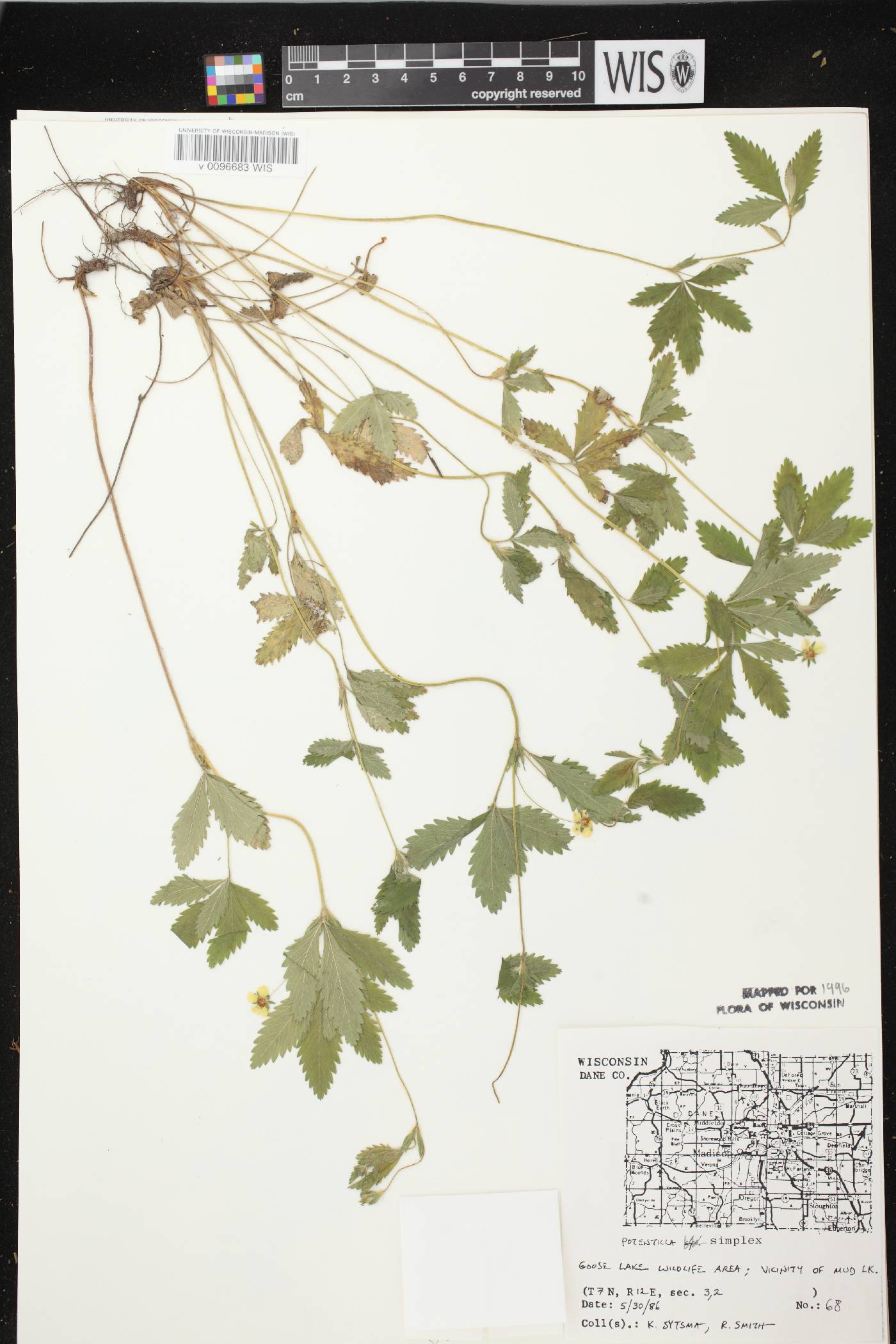 Potentilla simplex image
