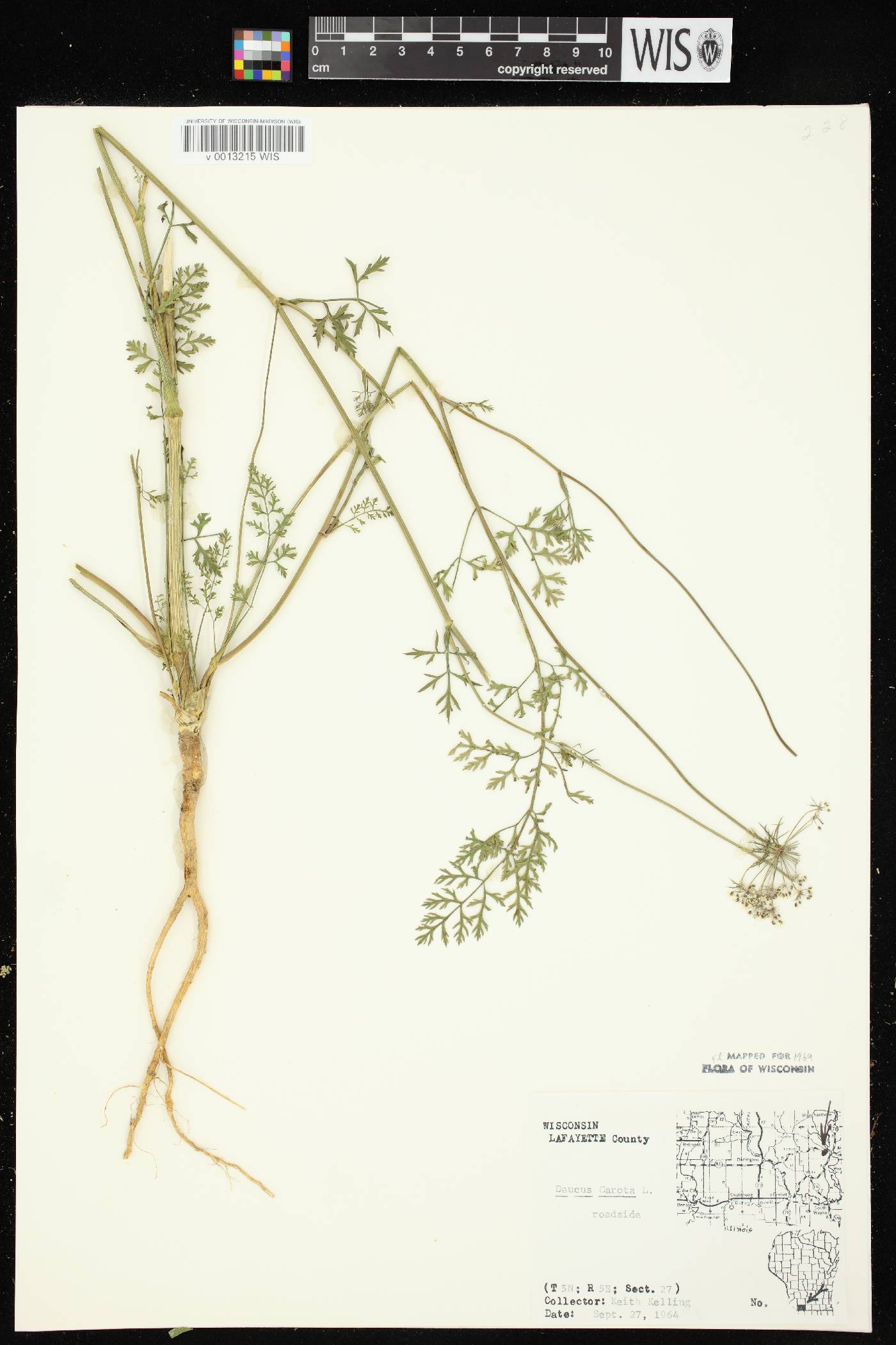 Daucus carota image