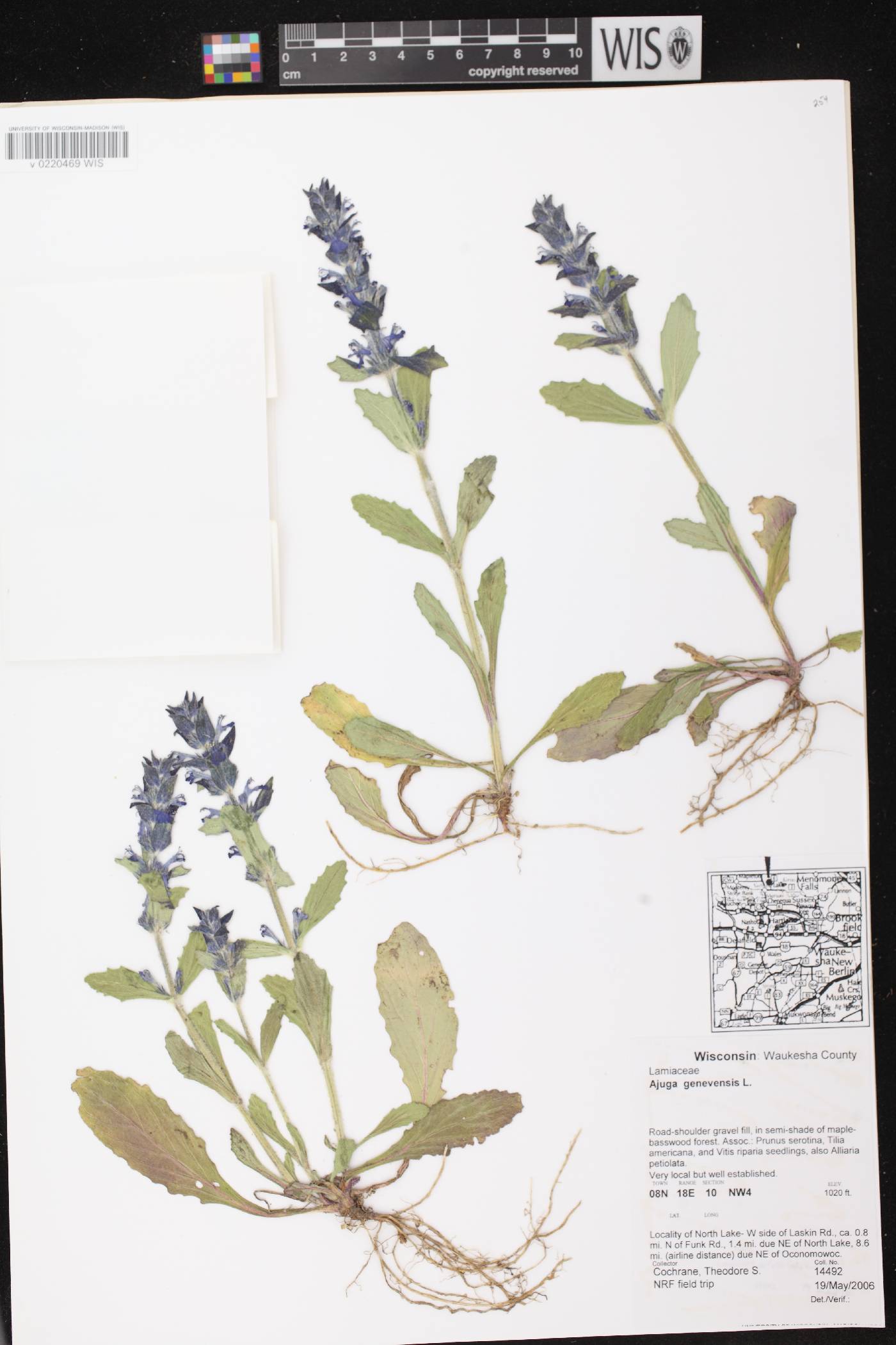 Ajuga genevensis image
