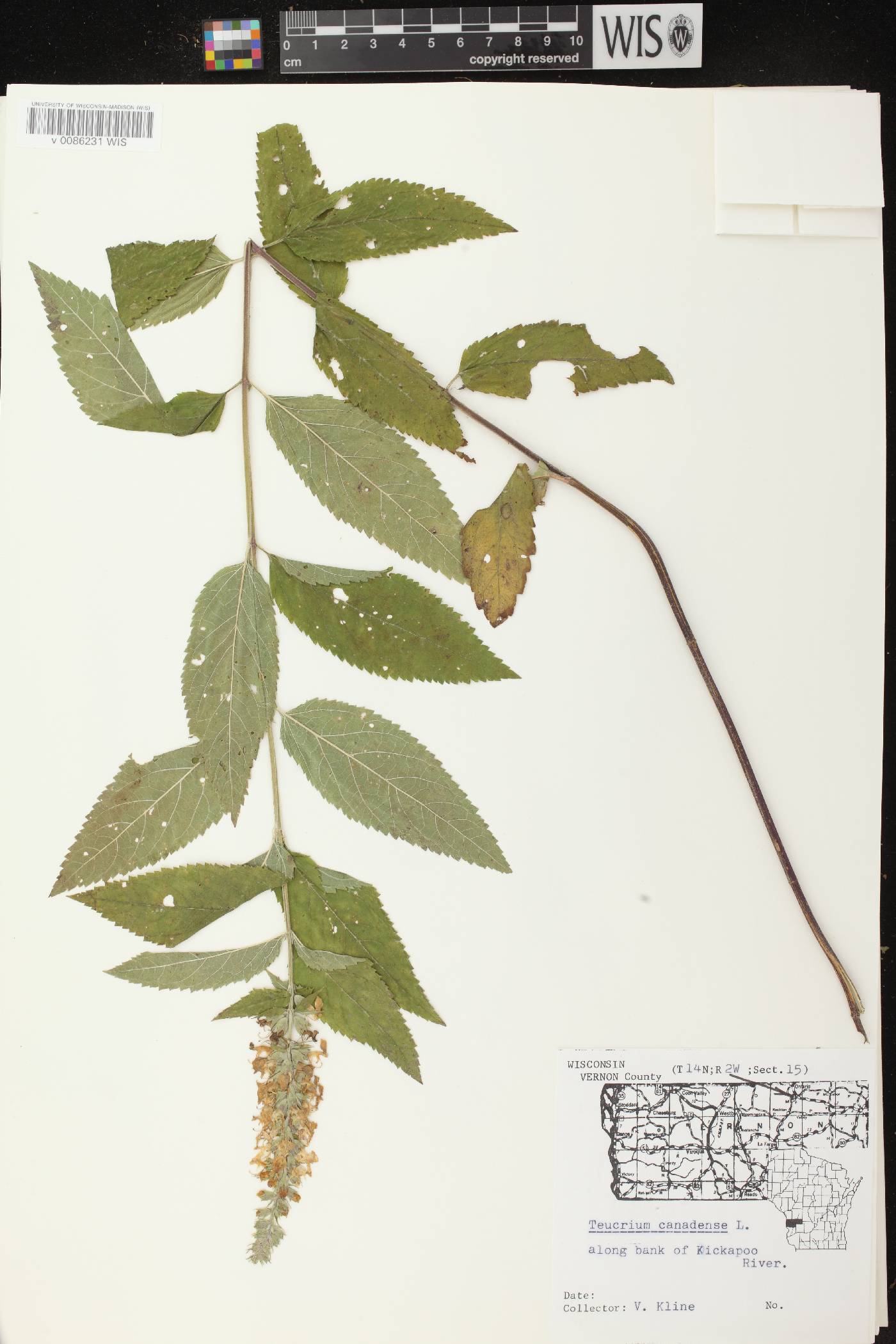 Teucrium canadense image