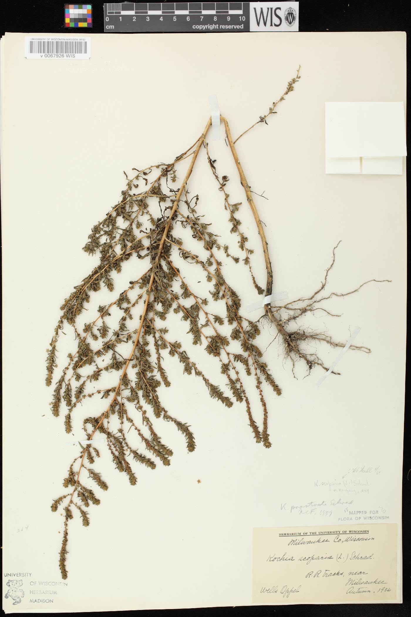 Bassia scoparia image