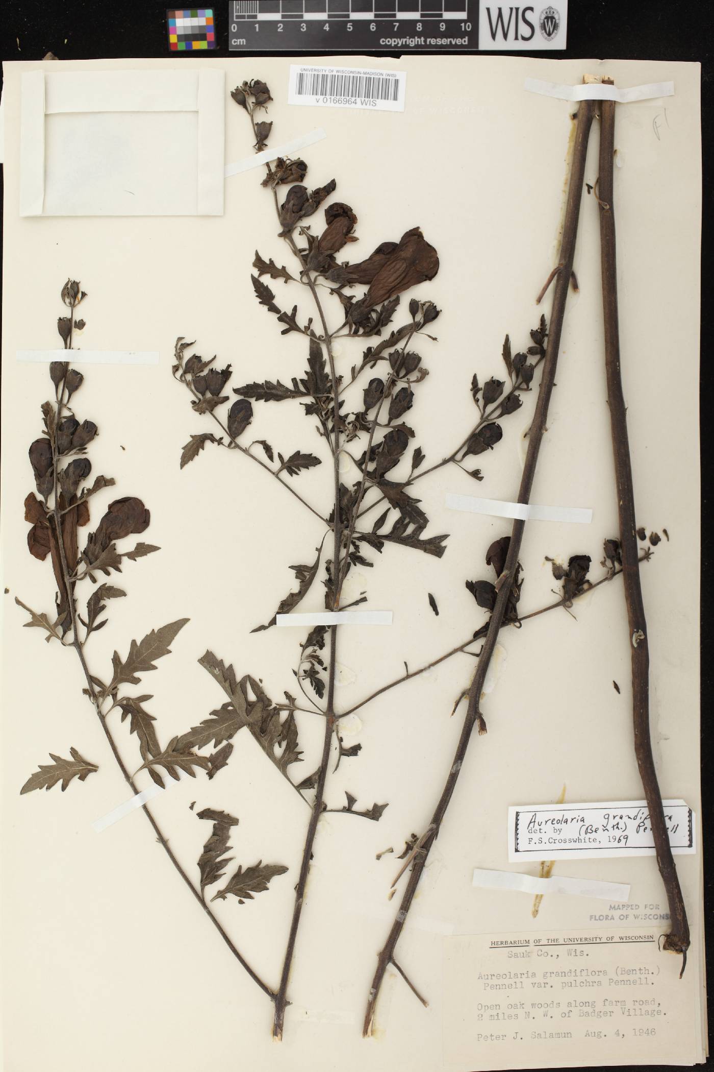 Aureolaria grandiflora var. pulchra image