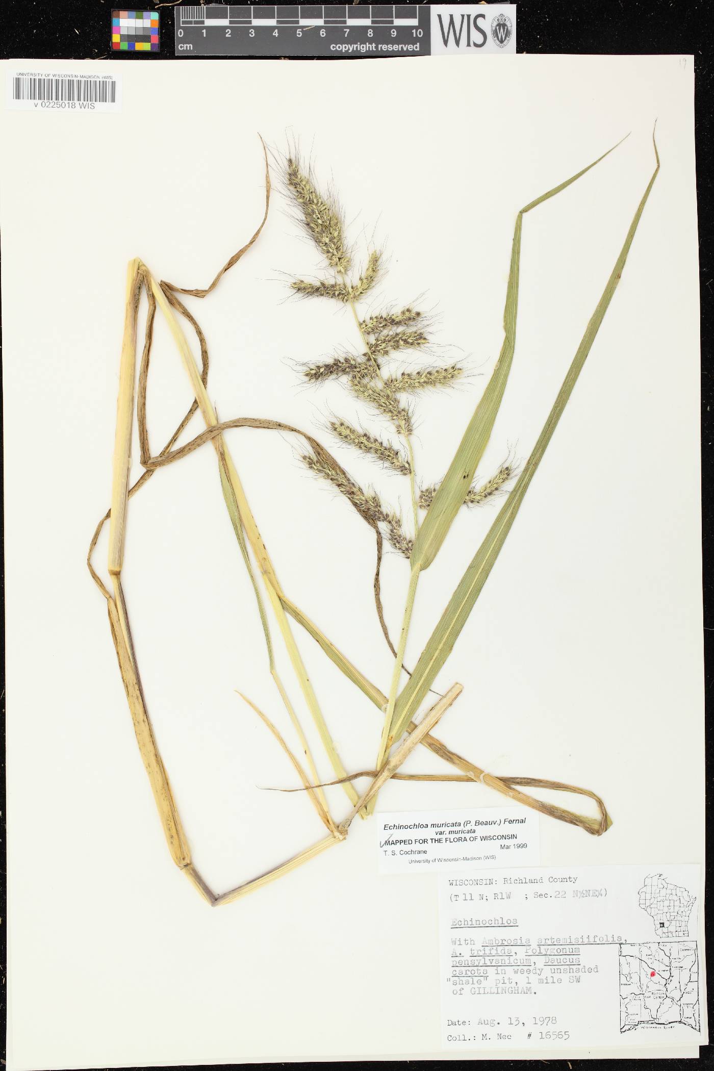 Echinochloa muricata var. muricata image