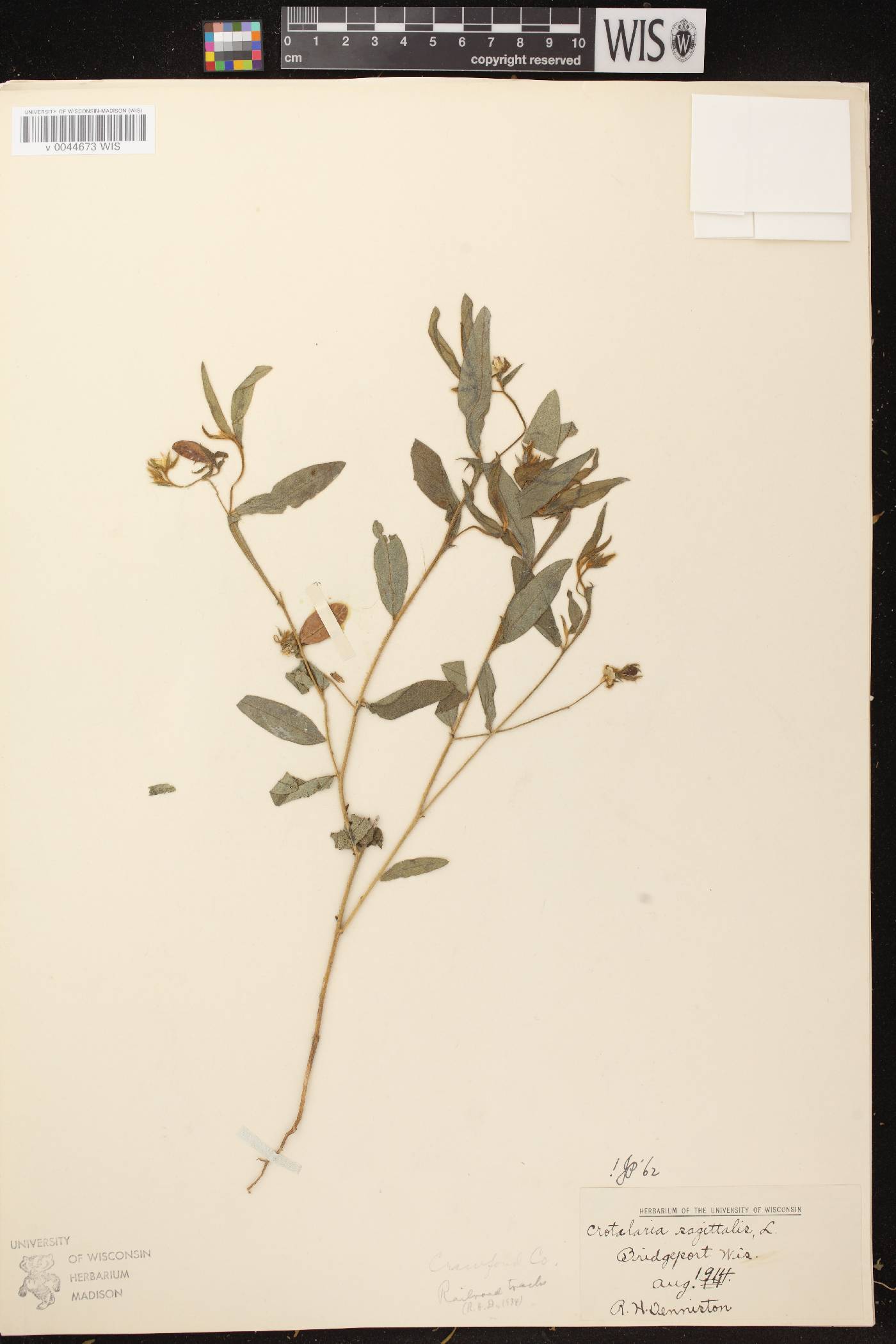 Crotalaria sagittalis image