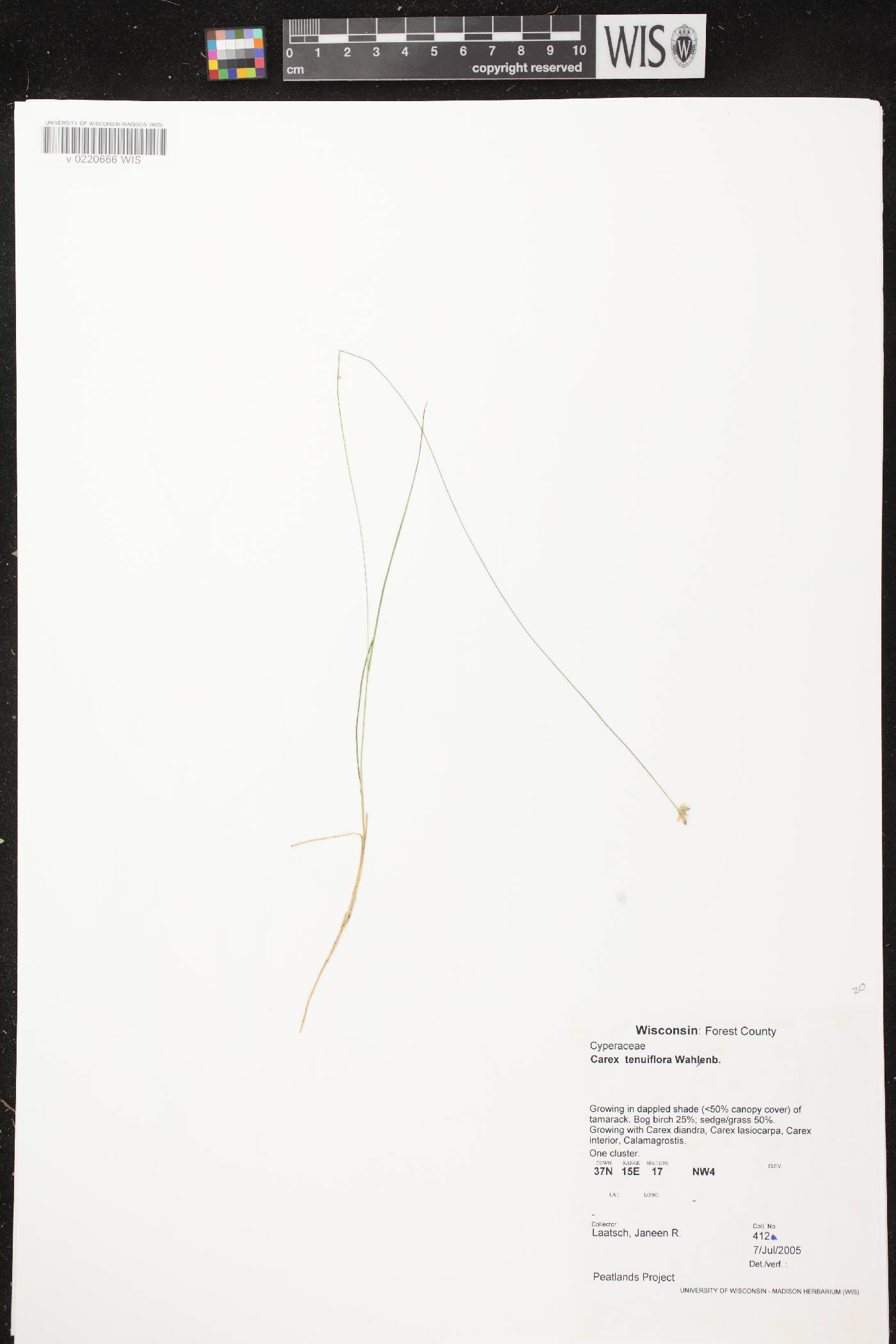 Carex tenuiflora image