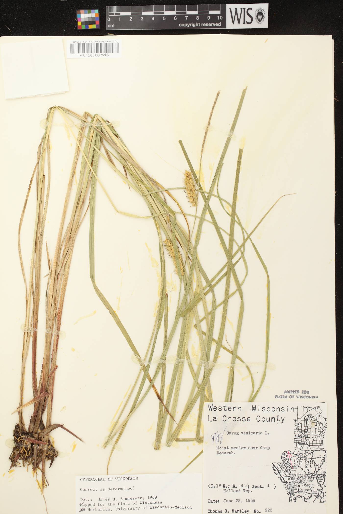 Carex vesicaria image