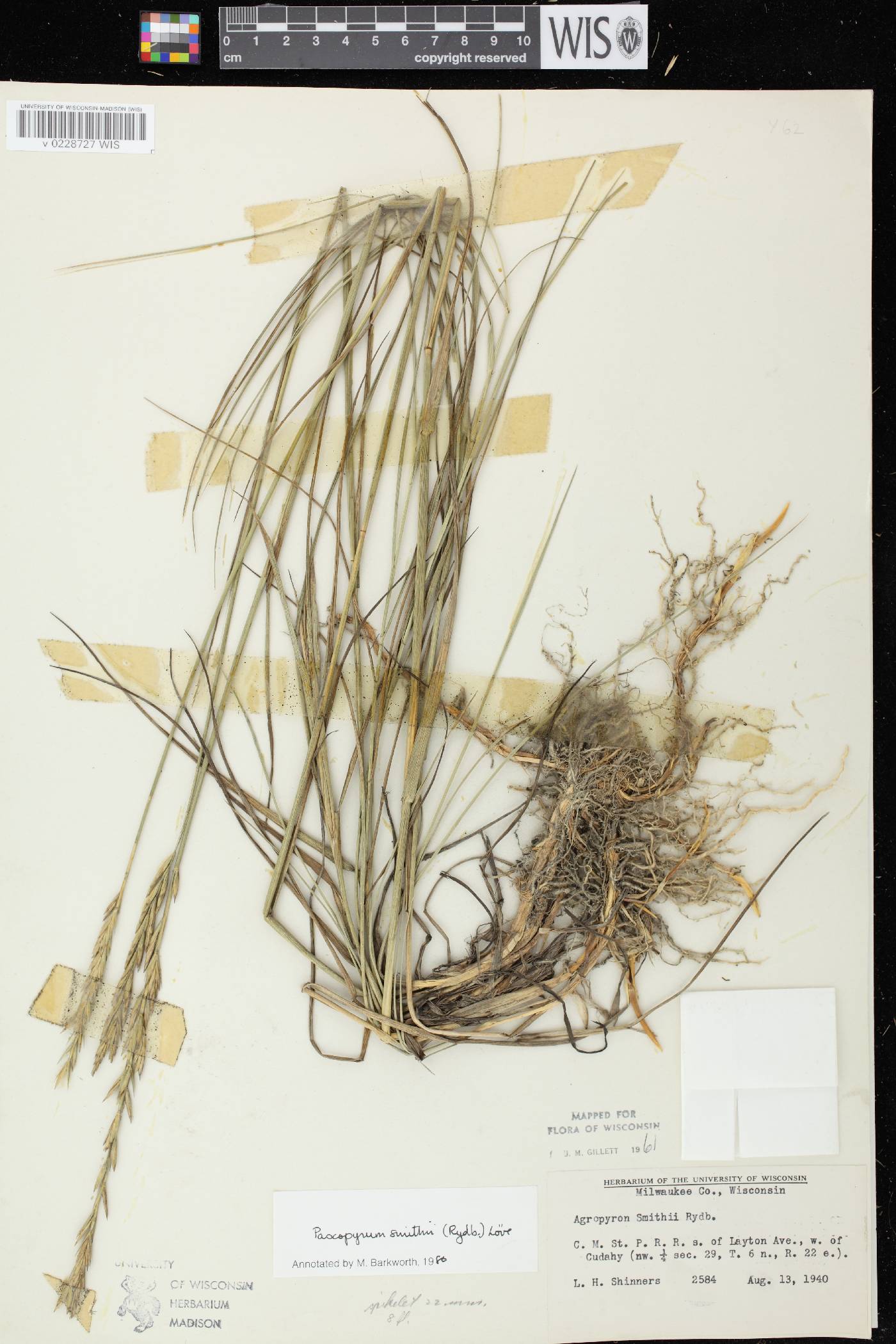 Pascopyrum smithii image