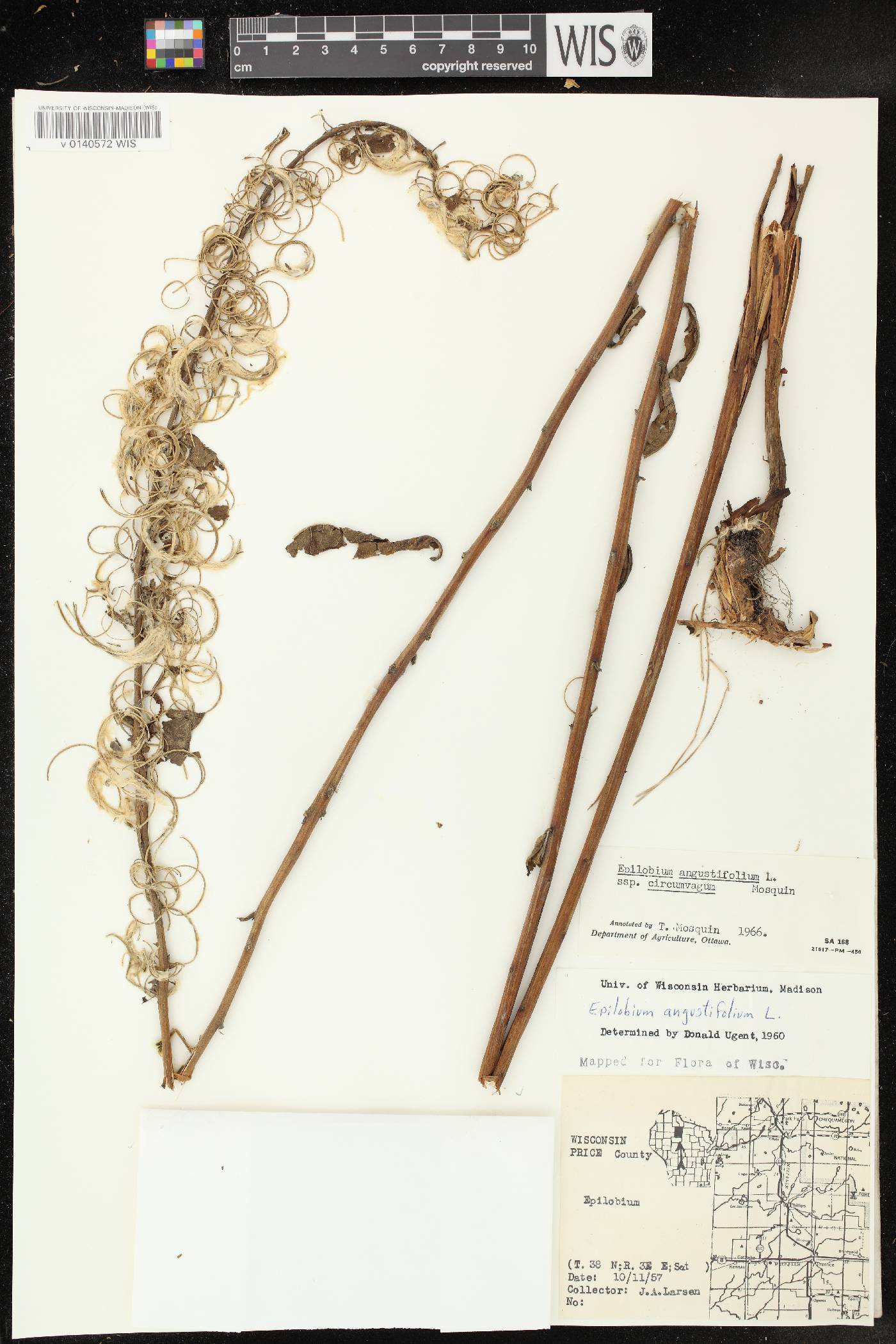 Chamerion angustifolium subsp. circumvagum image